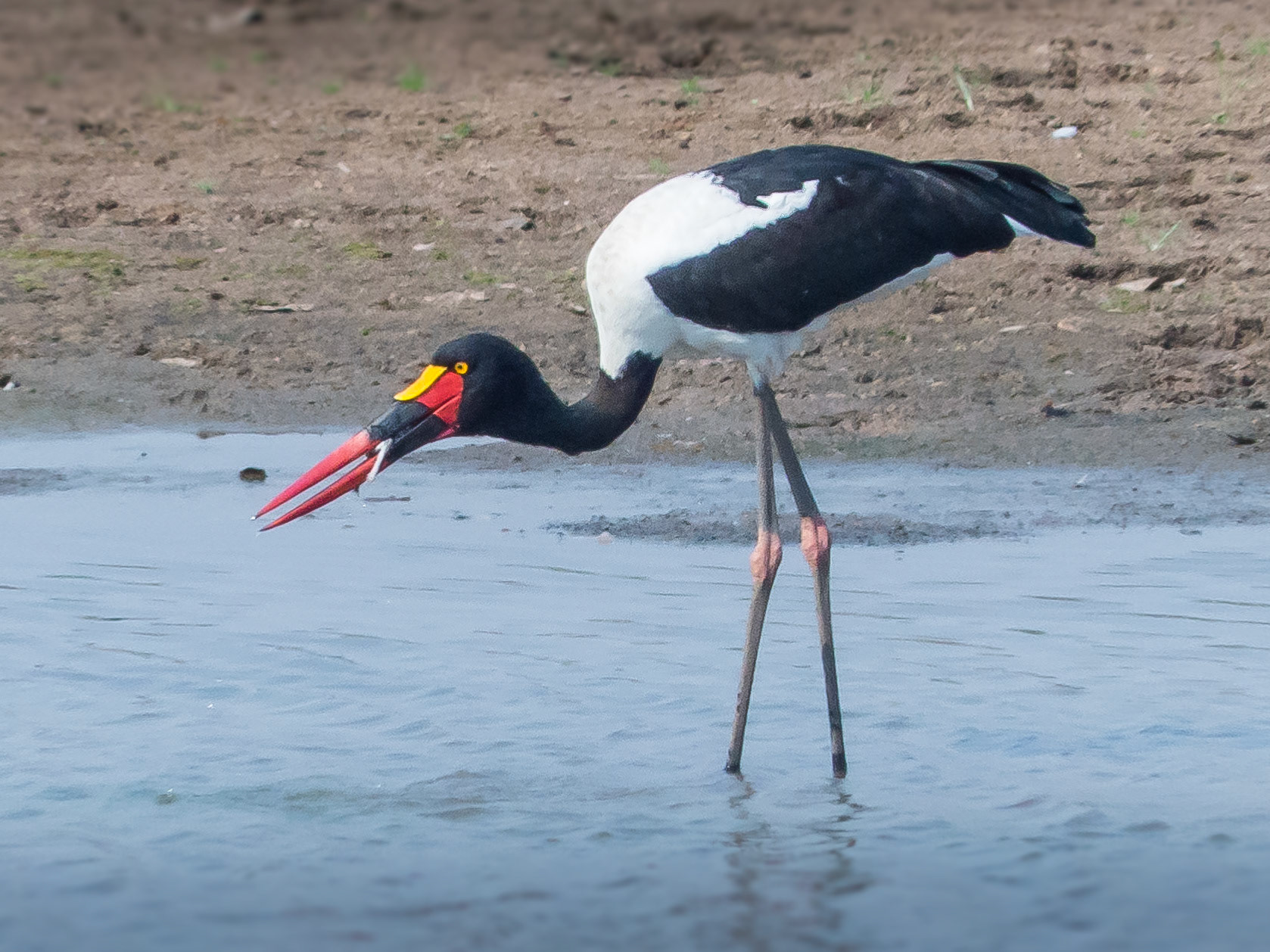 Saddle Billed Stork at lunch