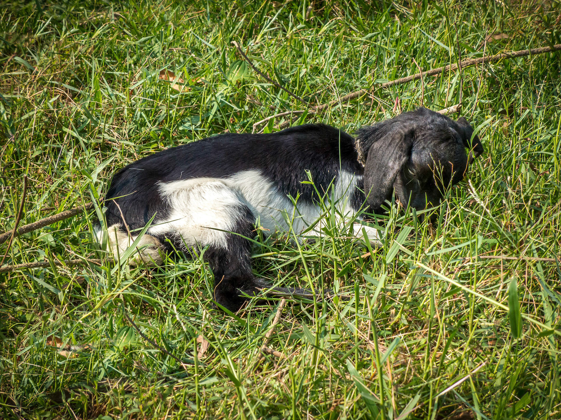 Less than two hour old