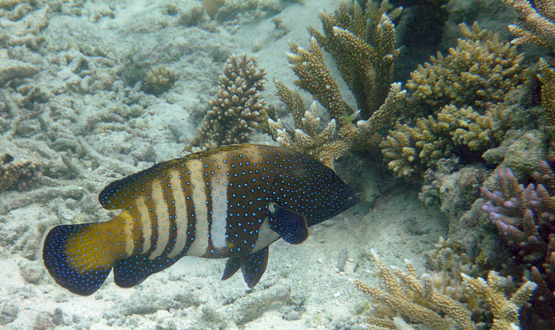 Peacock Rock Cod