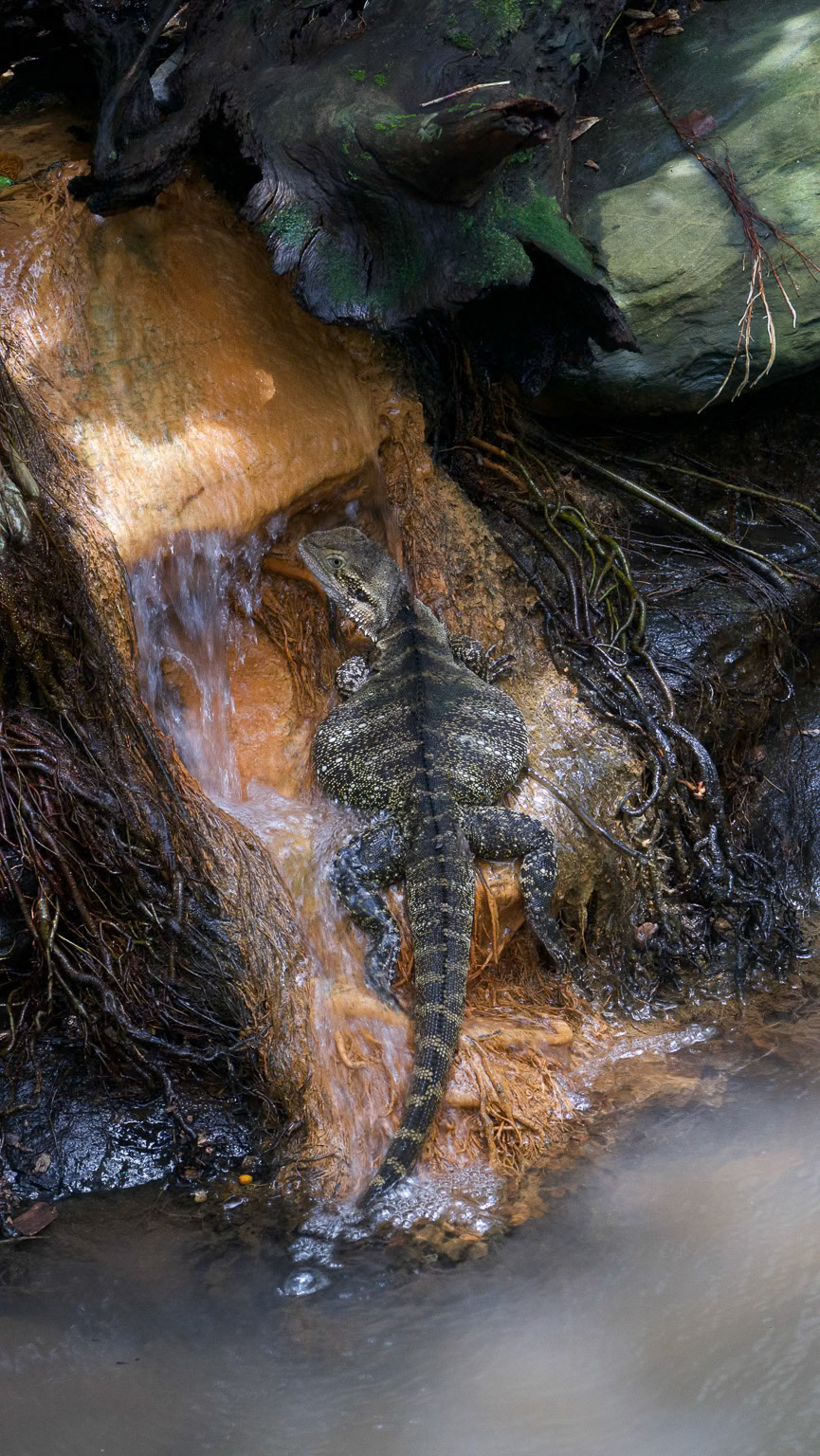 Australian Water Dragon (?)