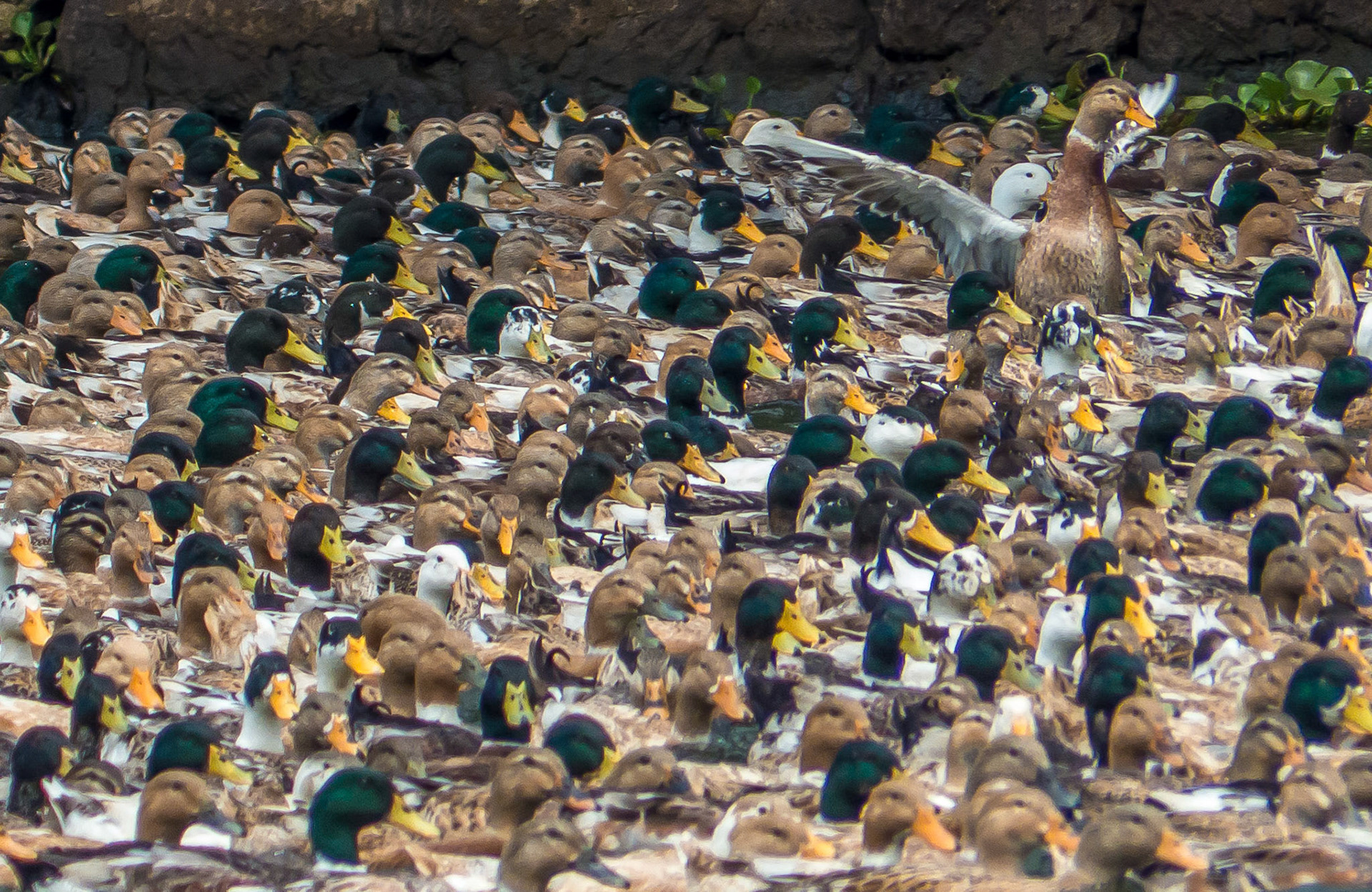 Duck Farming Keralan Style