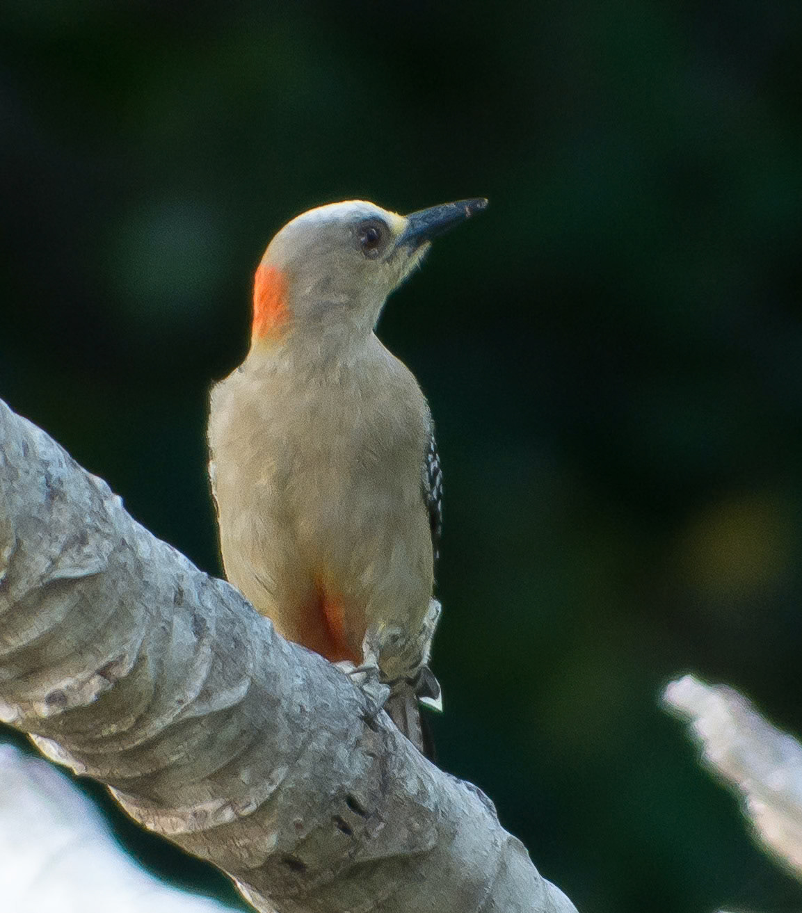 Red Crowned Woodpecker (Male)