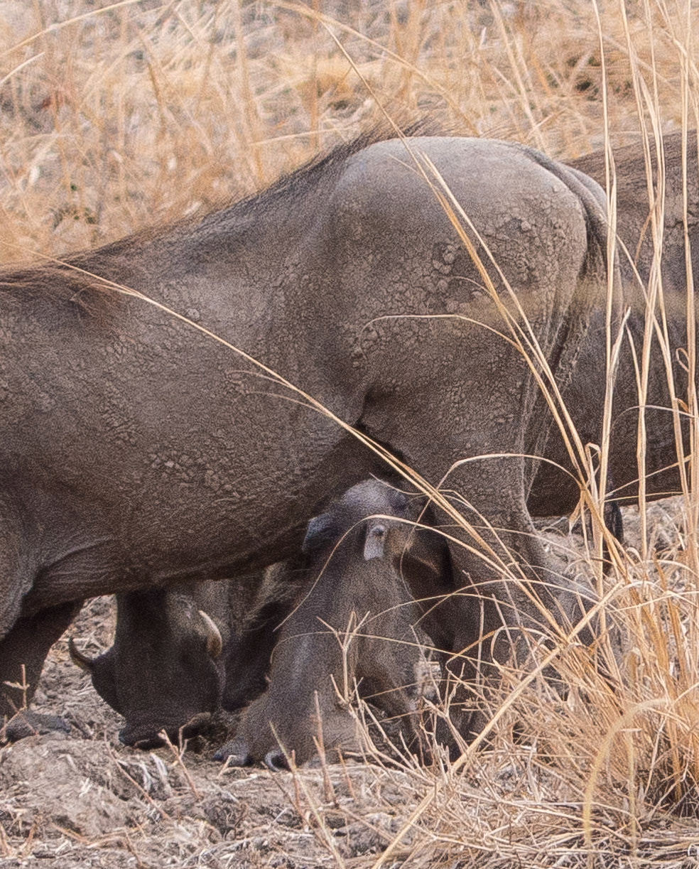 Warthog and young