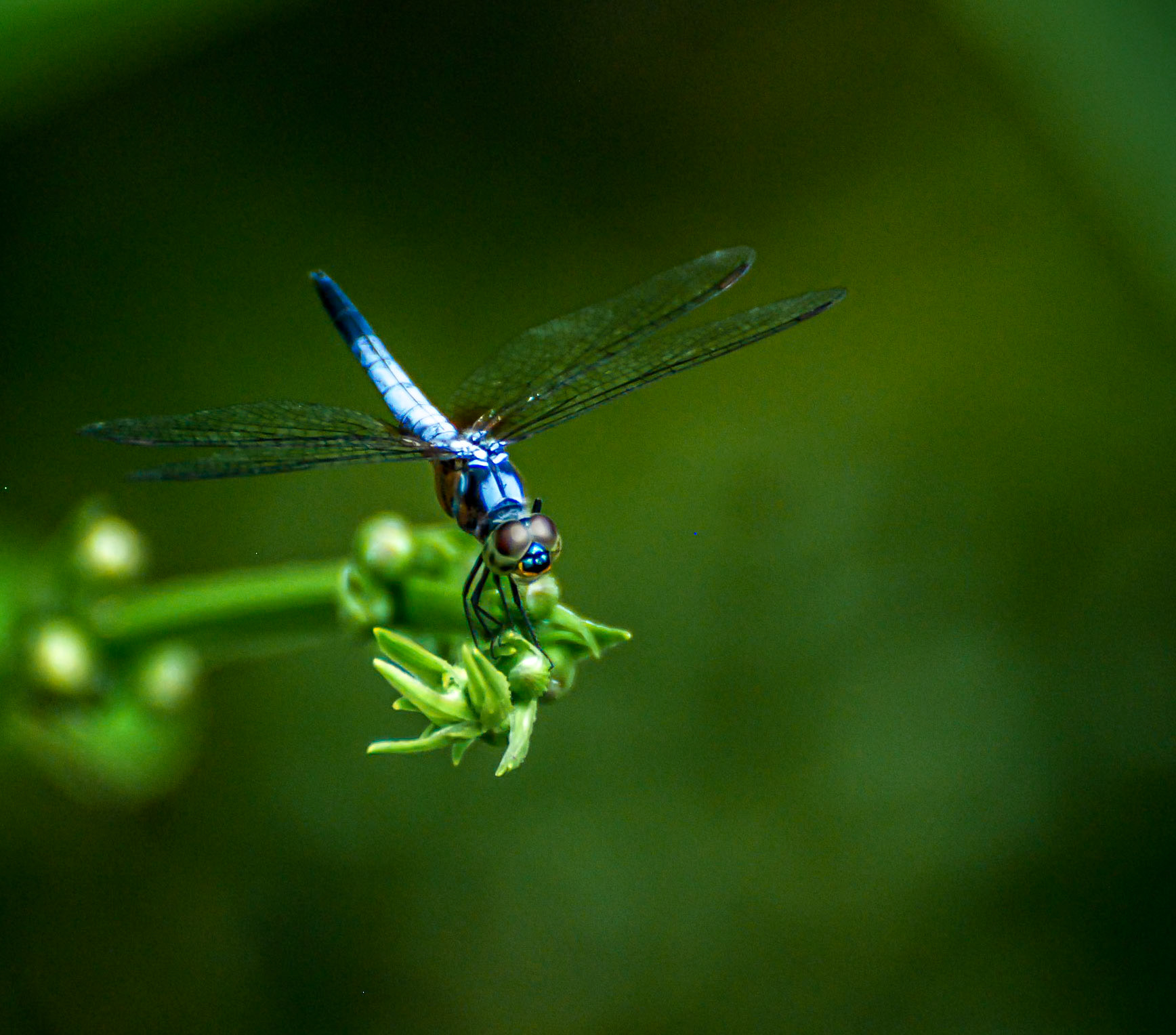 Dragonfly, Singapore Botanical Gardens