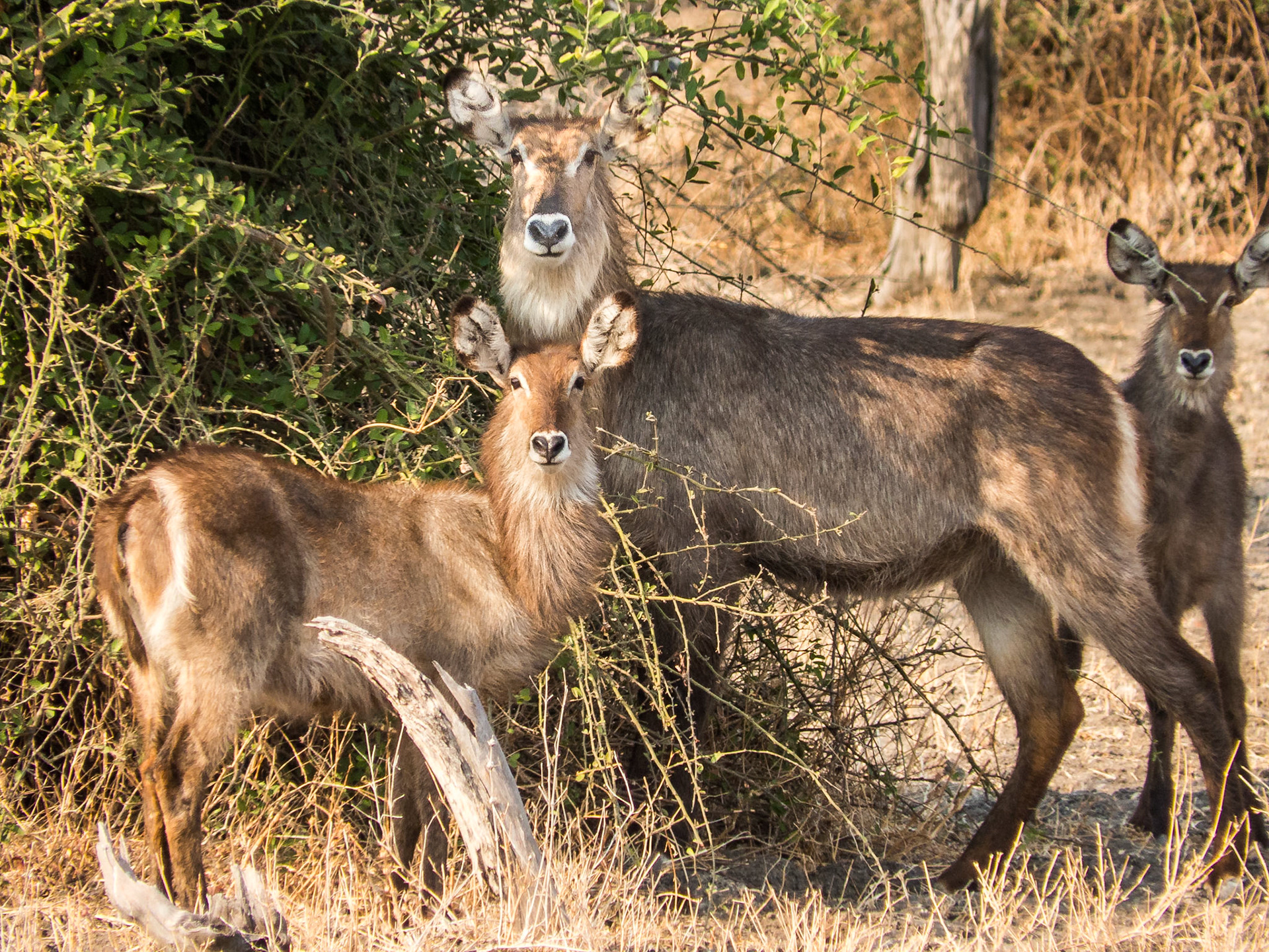 A Waterbuck Family