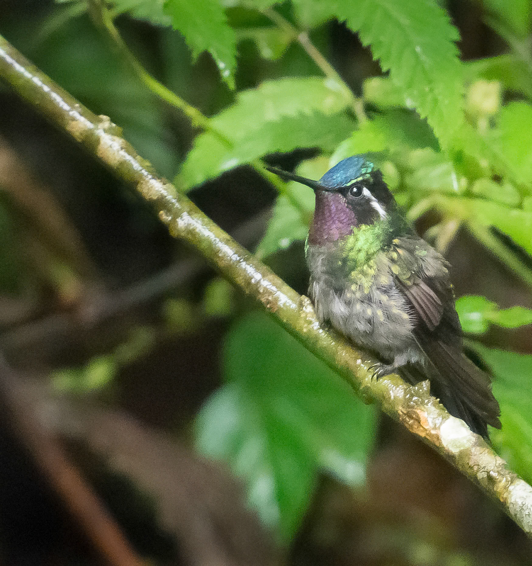 Purple-Throated Mountain Gem Humming Bird