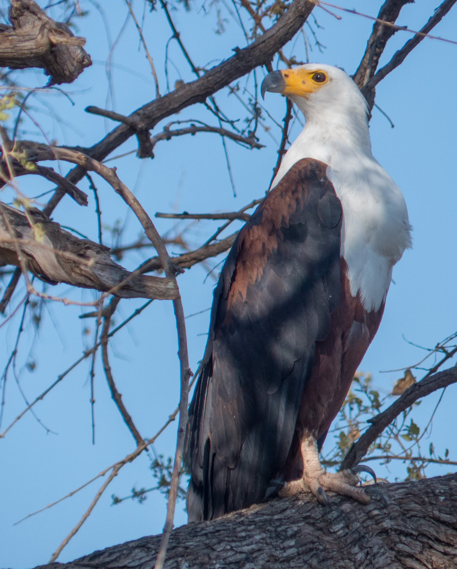 Fish Eagle
