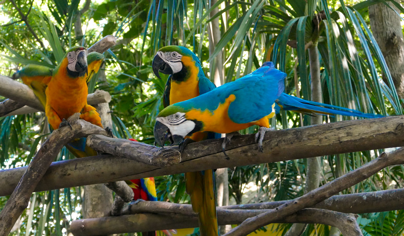 Blue, Red and Yellow Macaws