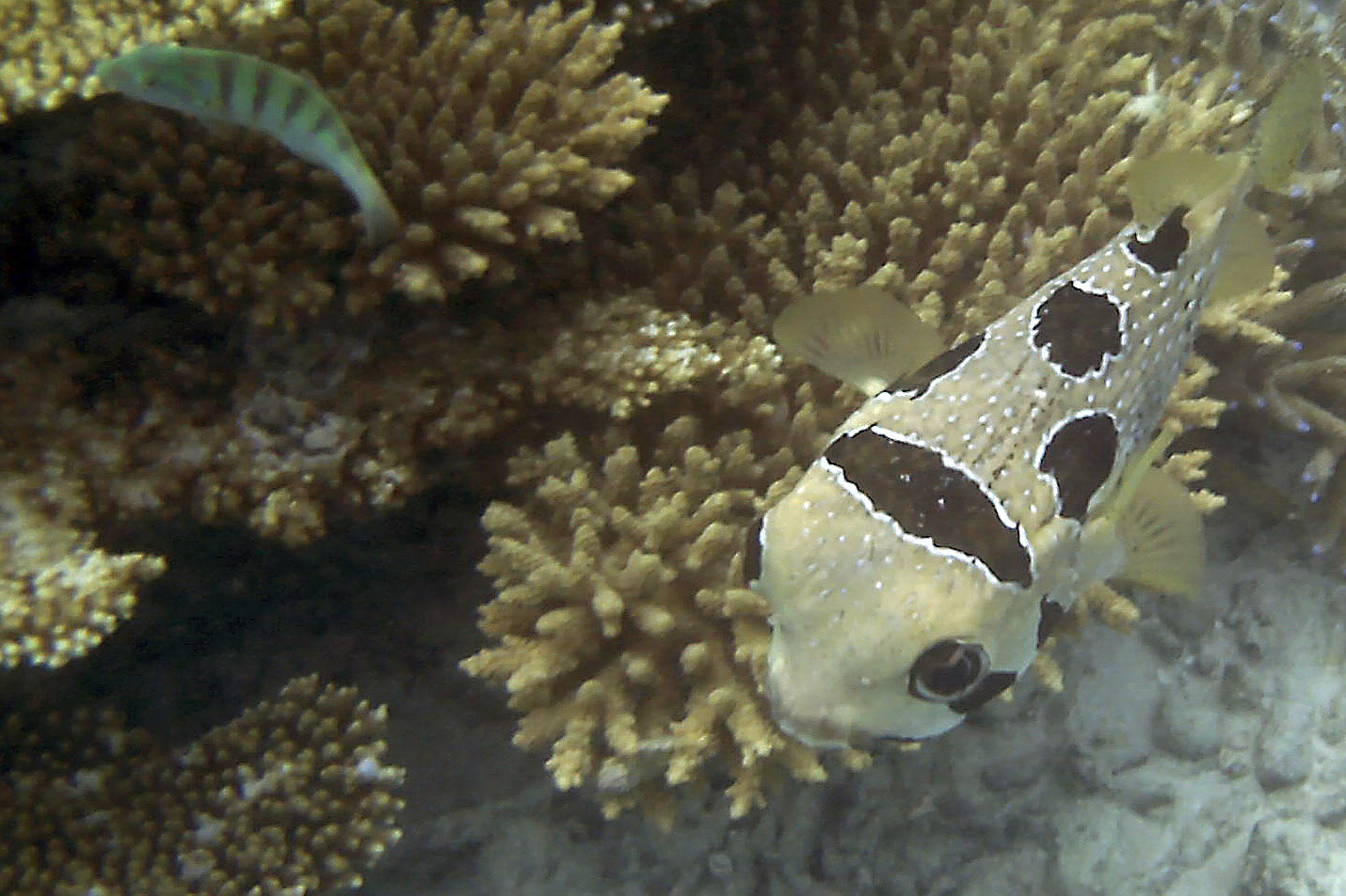 Black Blotched Porcupine fish