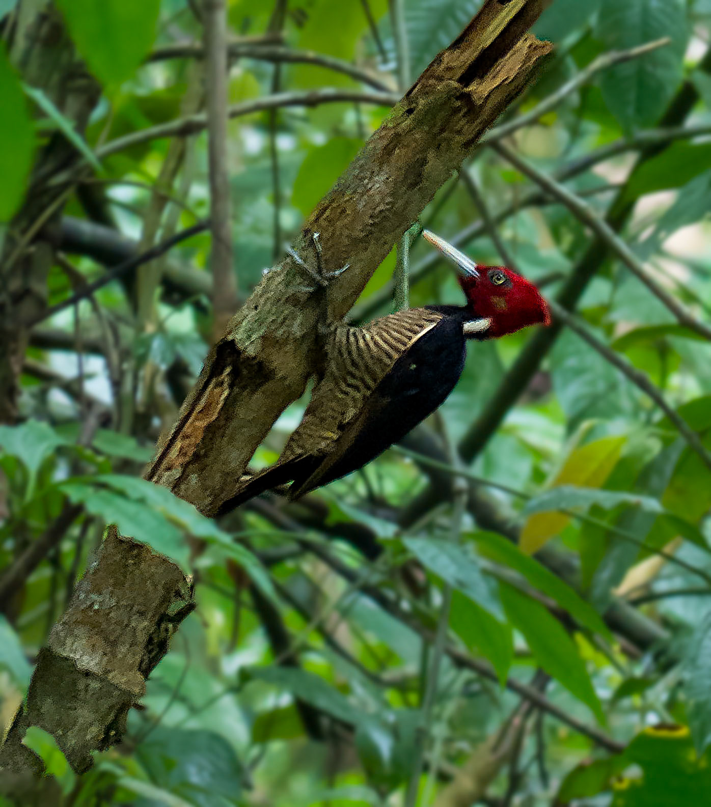 Lineated Woodpecker