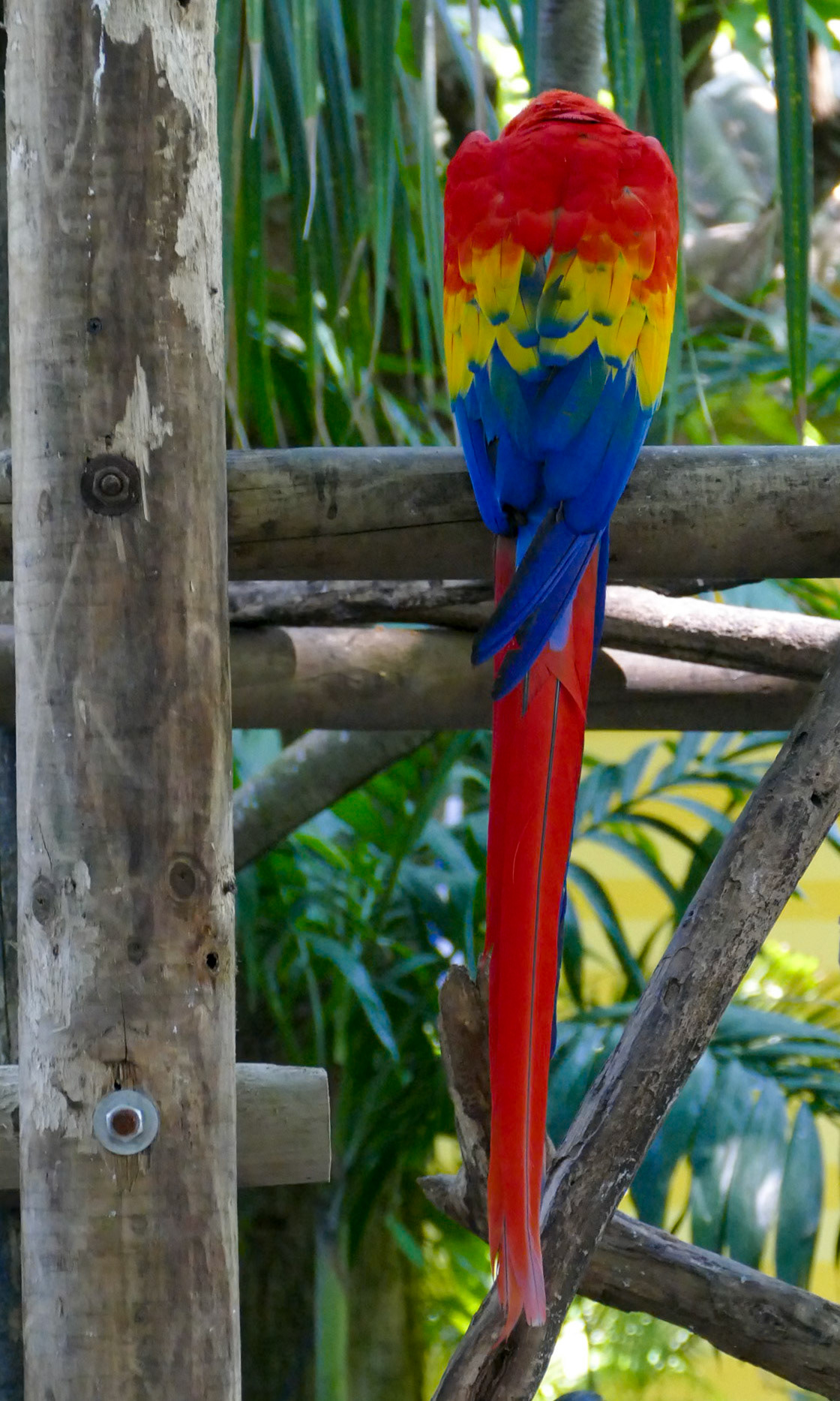 Blue, Red and Yellow Macaw