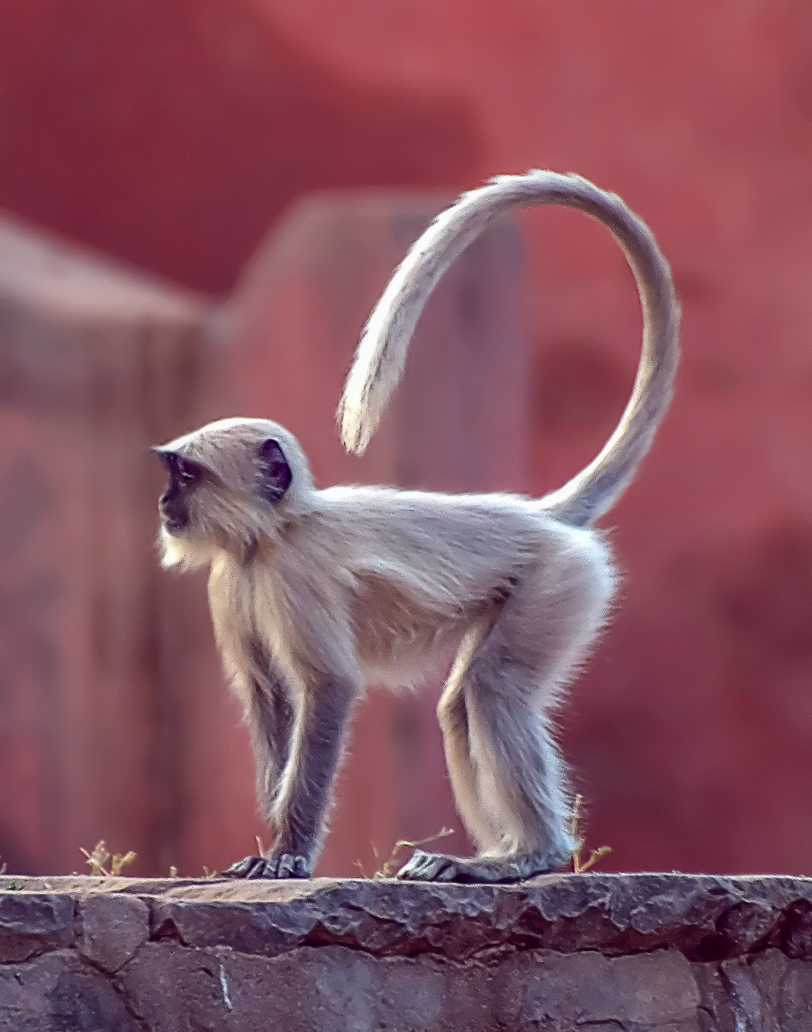 Black Faced Long Tailed Langur Monkey - Ranthambore