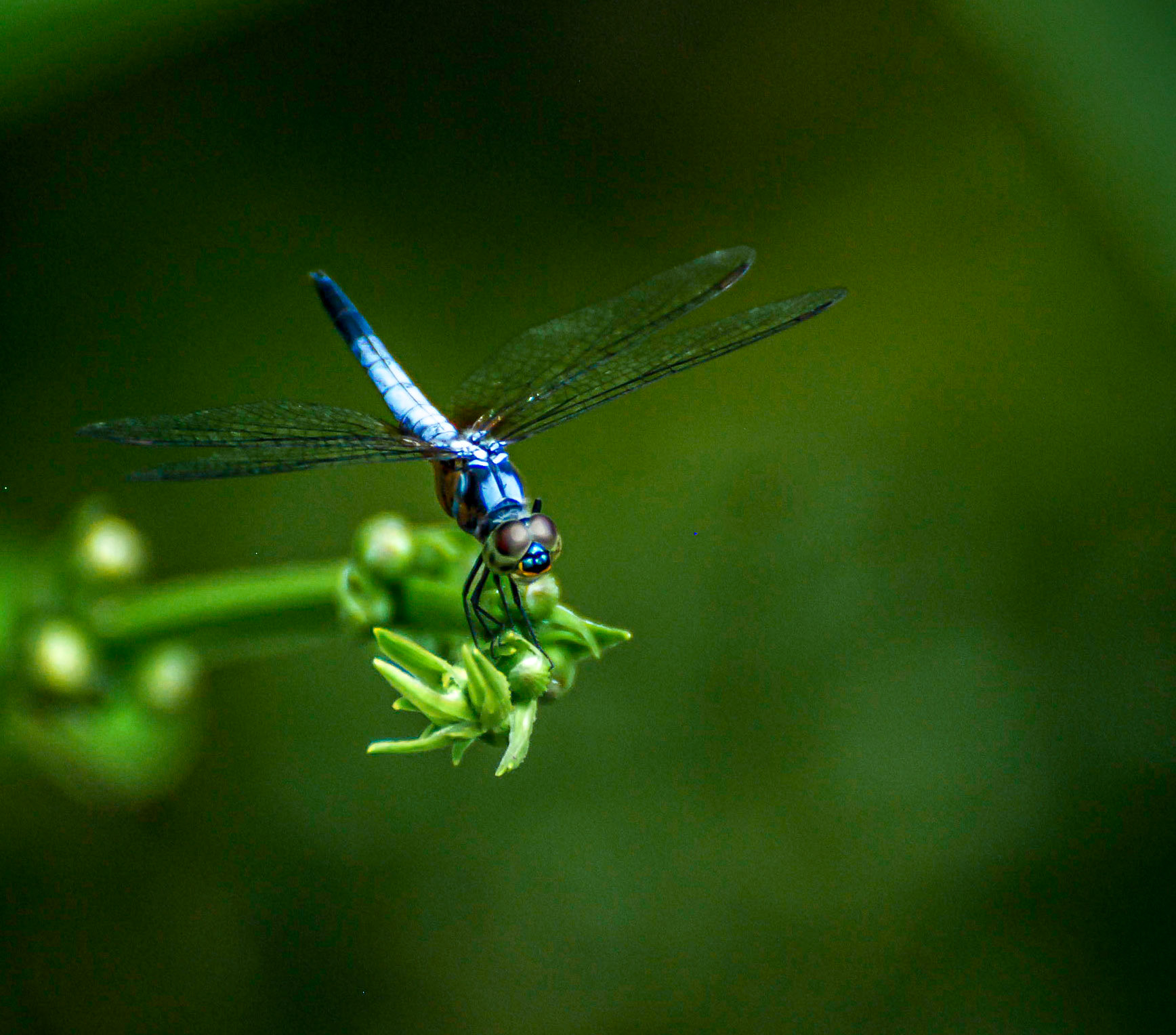 Dragonfly, Singapore Botanical Gardens