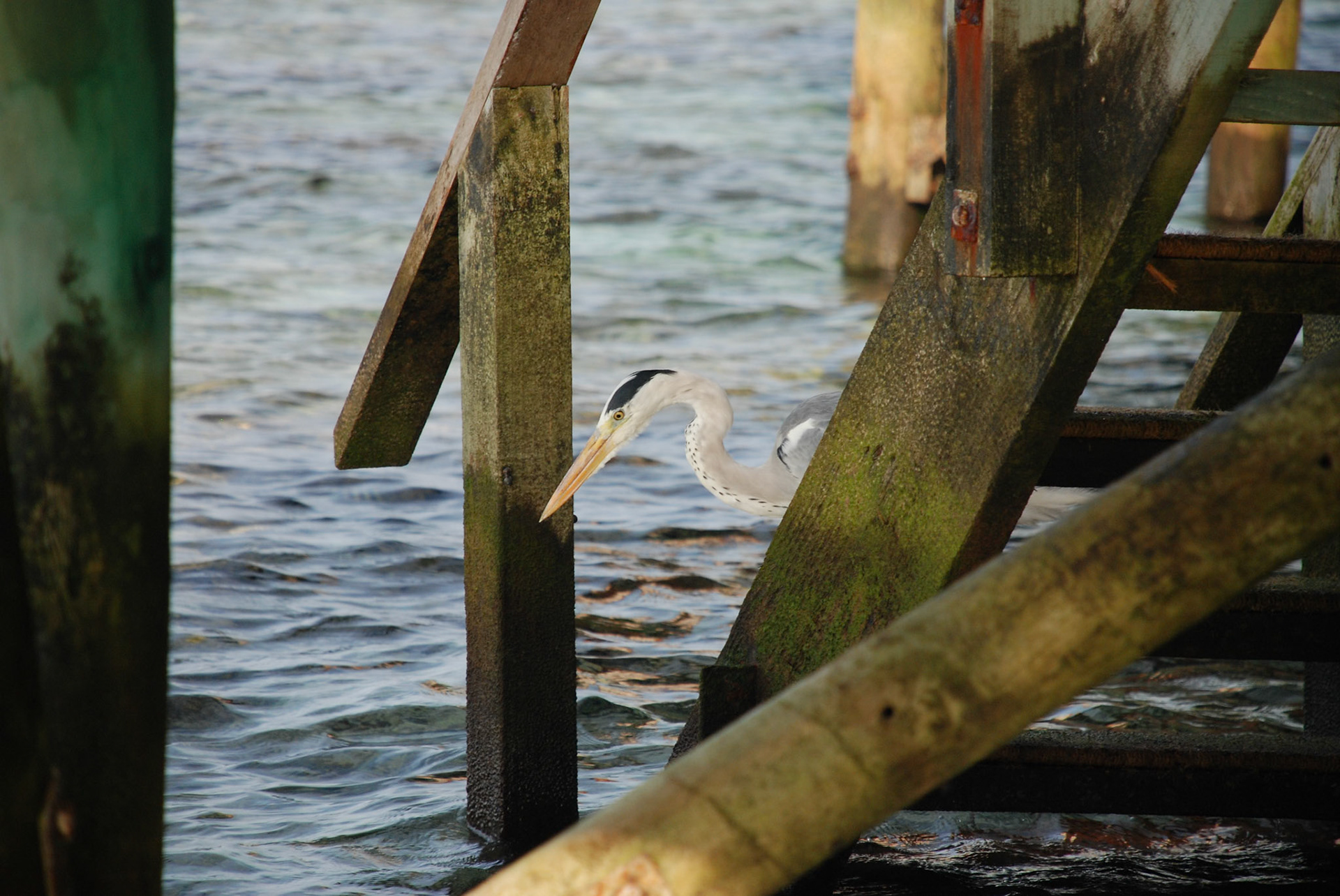 Grey Heron, Mirihi, Maldives