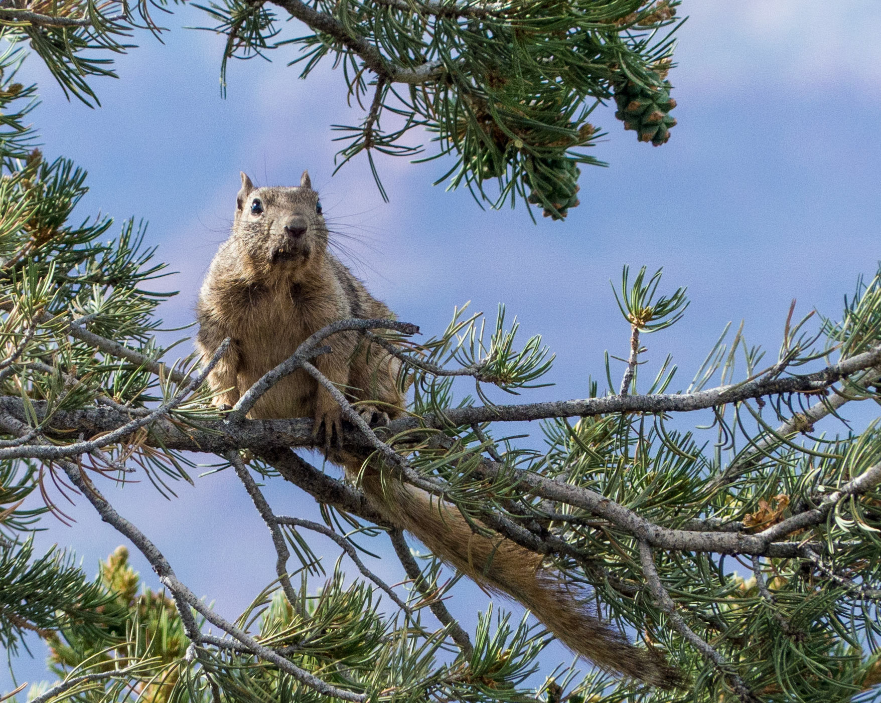 Squirrel at Hermit's Rest - Grand Canyon NP