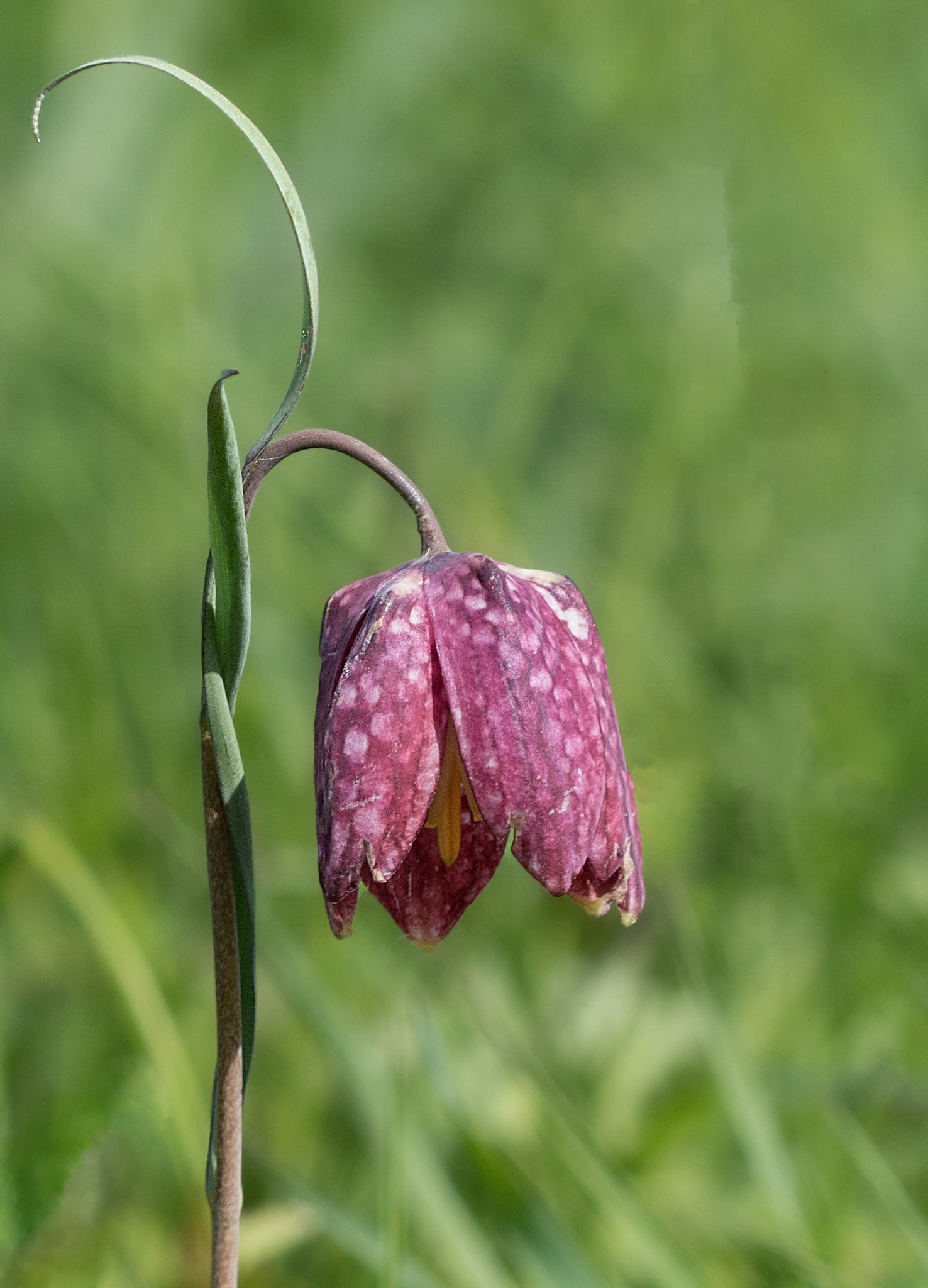 Fritillary
