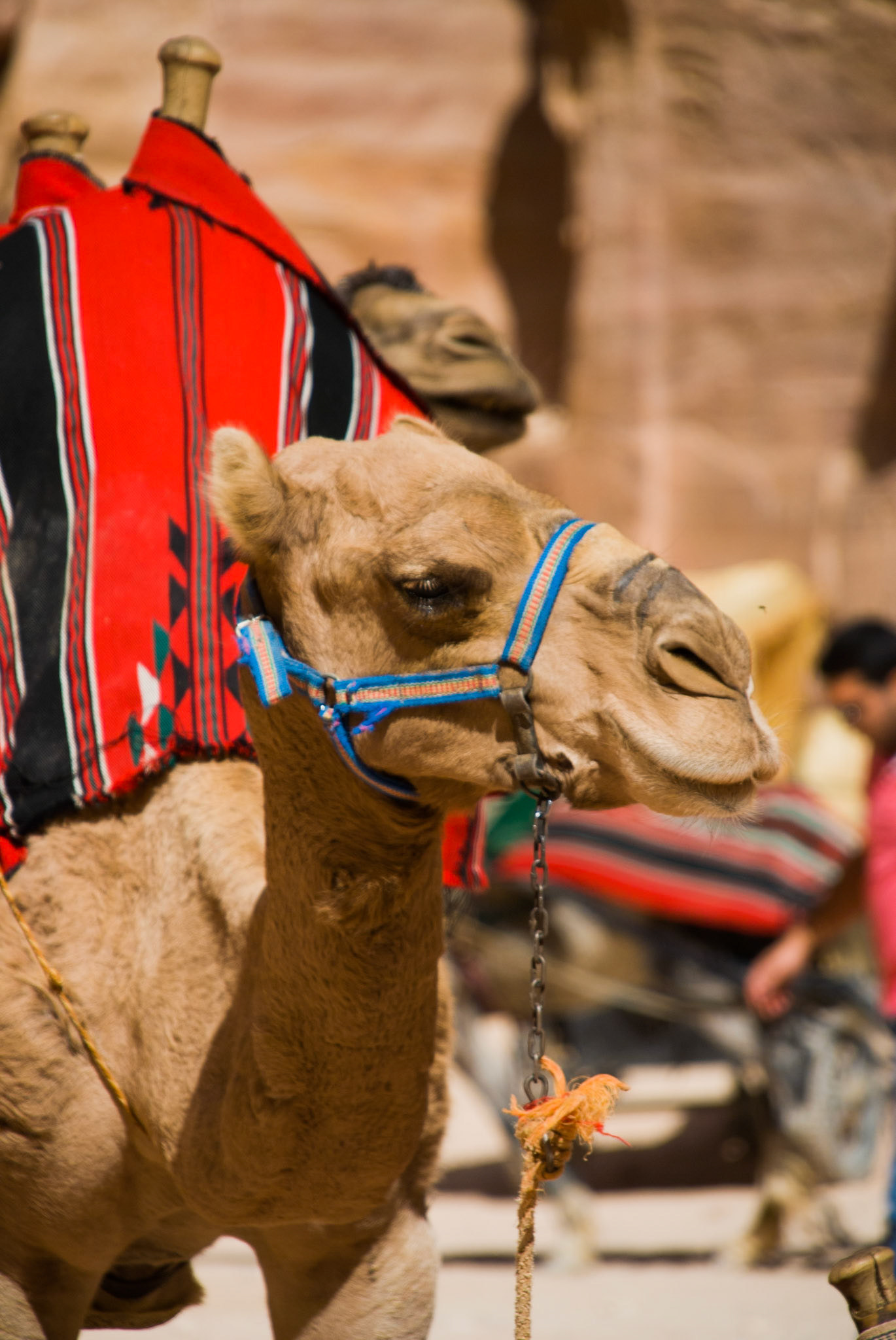 Petra Camel