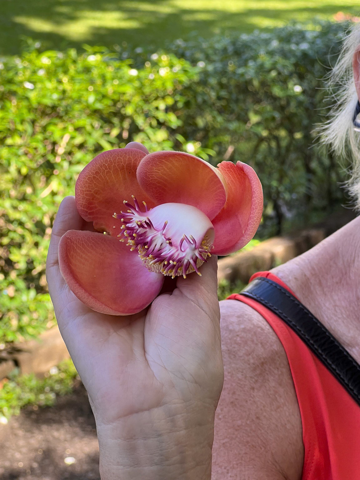 Cannon Ball Tree Flower, St. Vincent