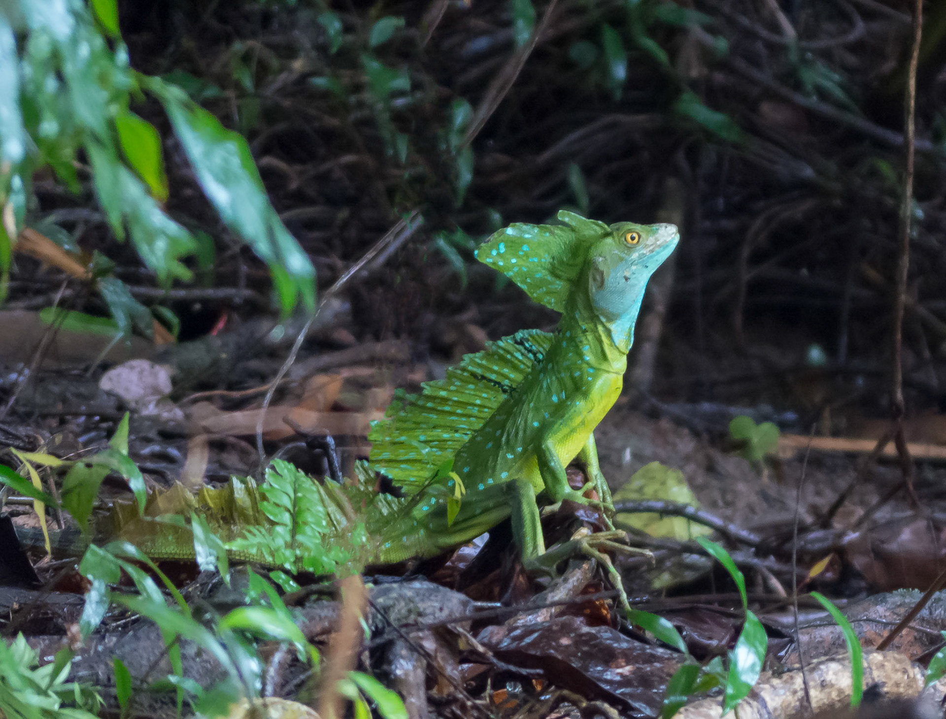 Green Basilisk Lizard (a.k.a The Jesus Lizard