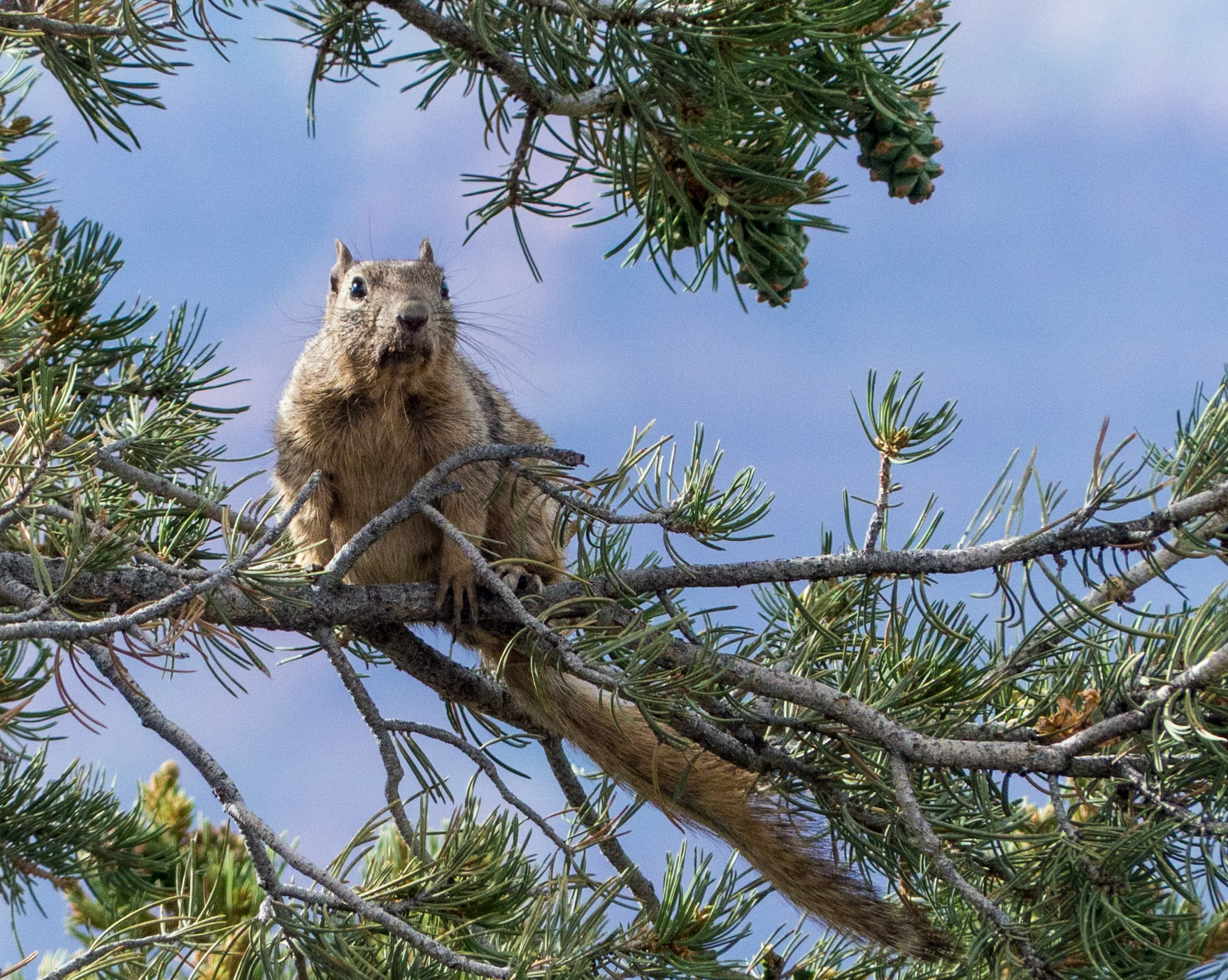 Squirrel at Hermit's Rest - Grand Canyon NP
