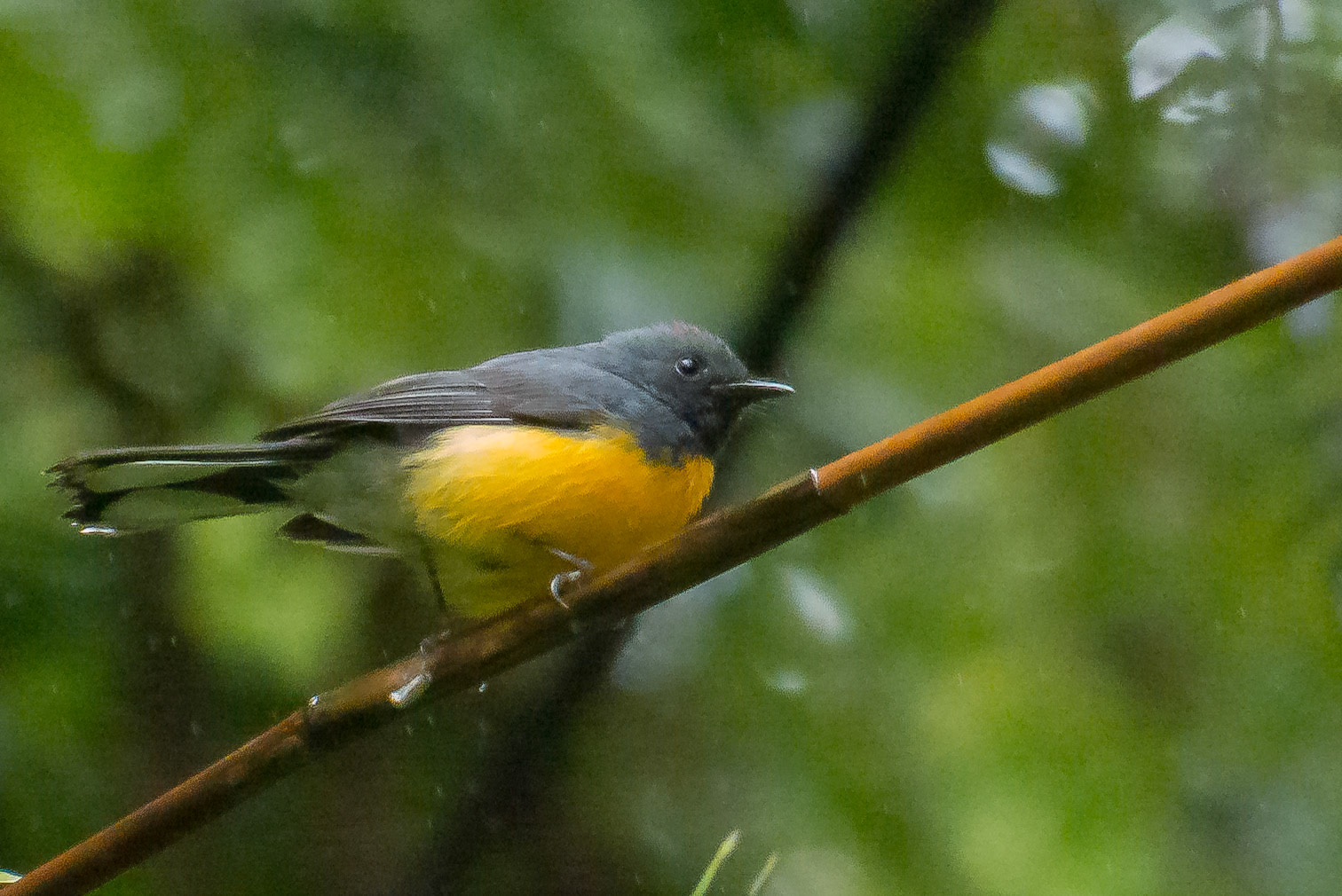 Slate Throated Redstart