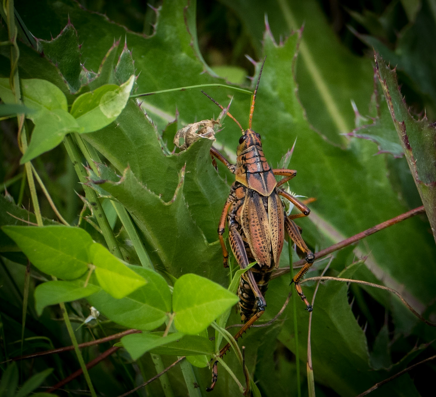Eastern Lubber Grasshopper