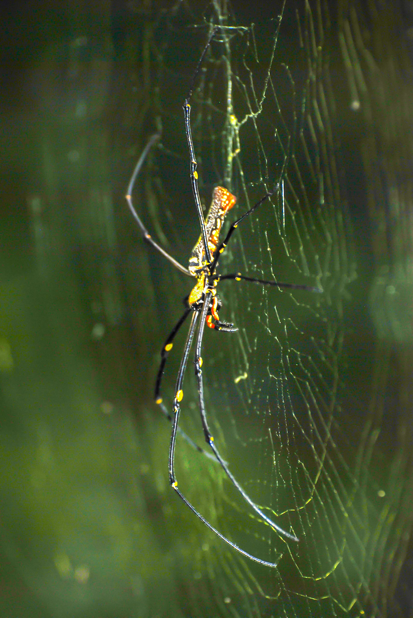 Giant Golden Orb Weaver, Singapore Botanical Gardens