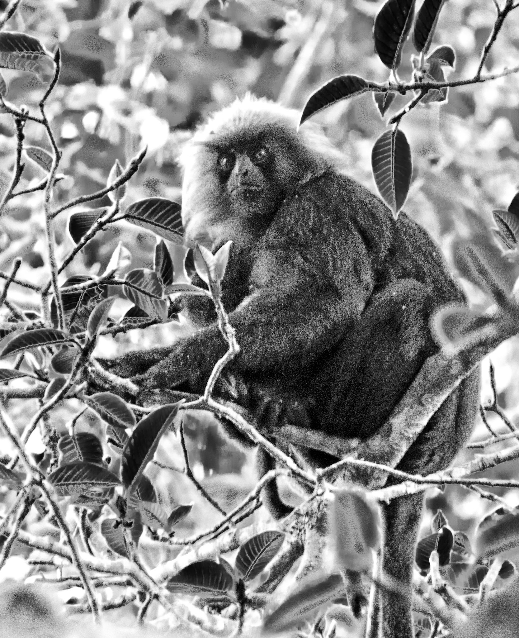 Nilgiri Langur at Periyar