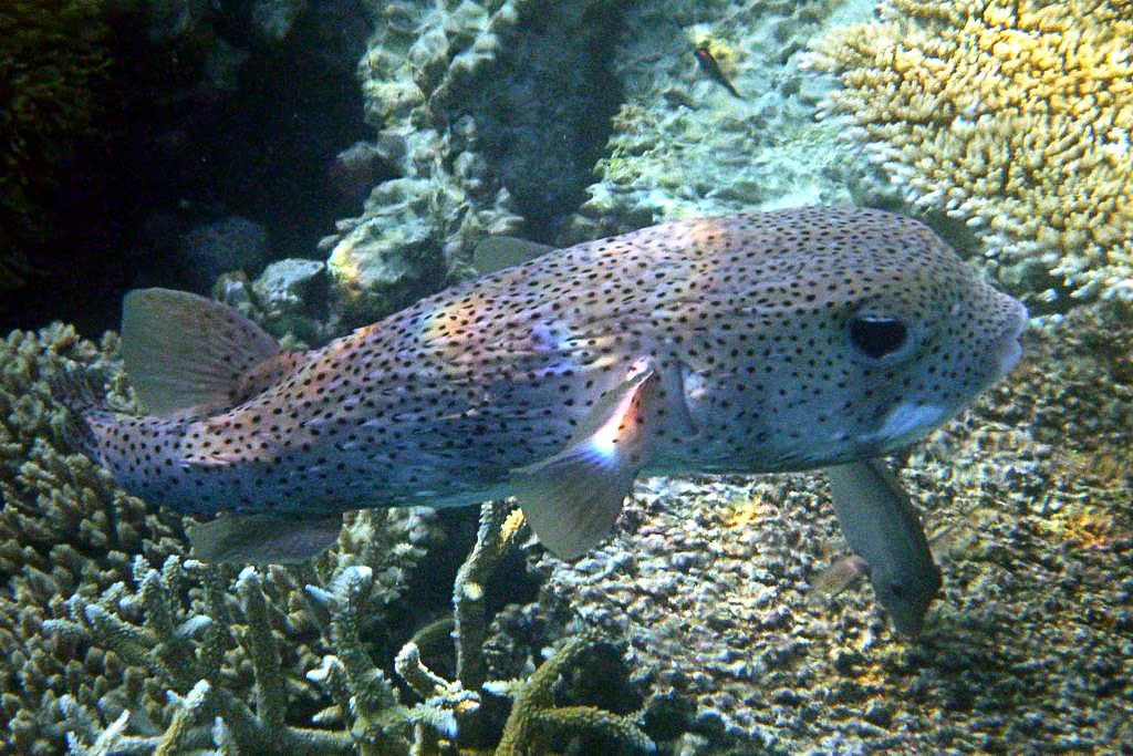 Starry Pufferfish