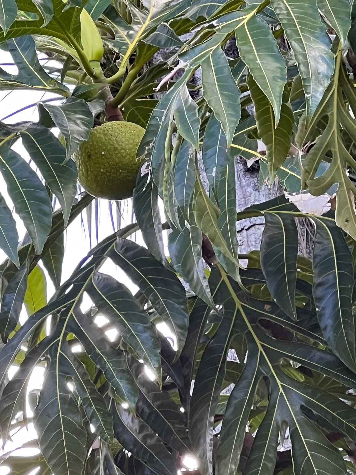 Cannon Ball Tree Flower, St. Vincent
