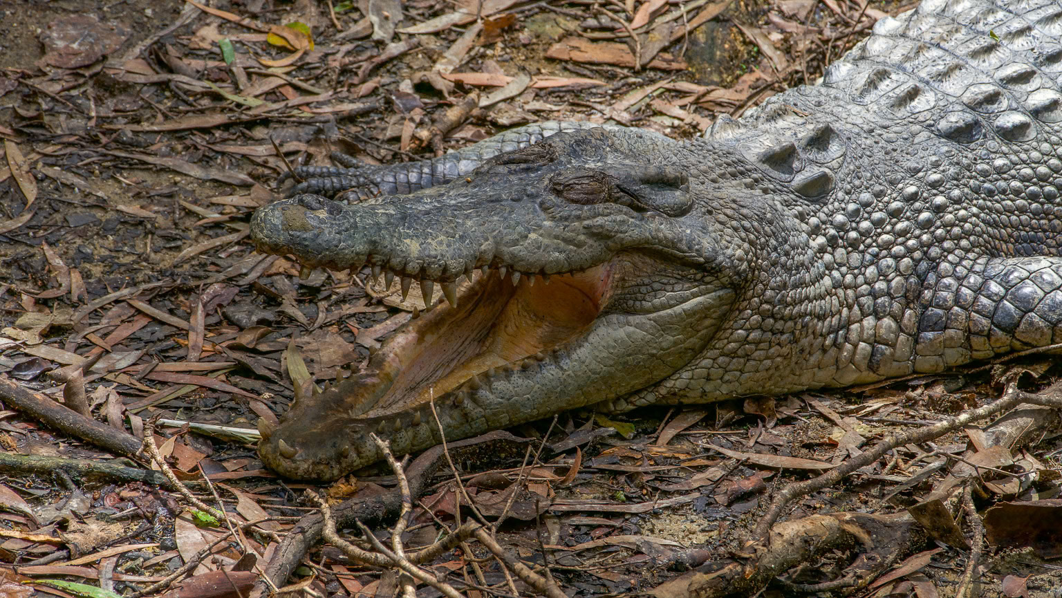 Saltwater Crocodile