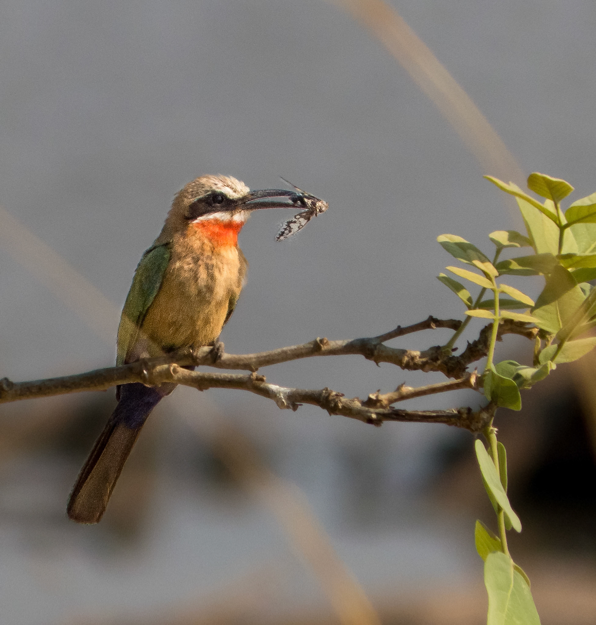 White Throated Bee Eater