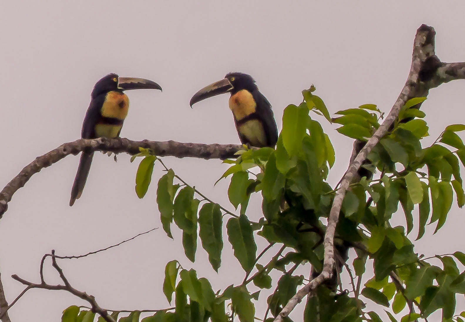 Banded Aracarara Toucans