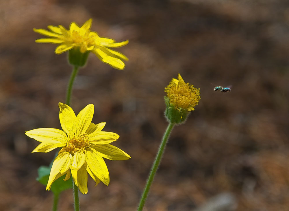 Arnica Cordifolia