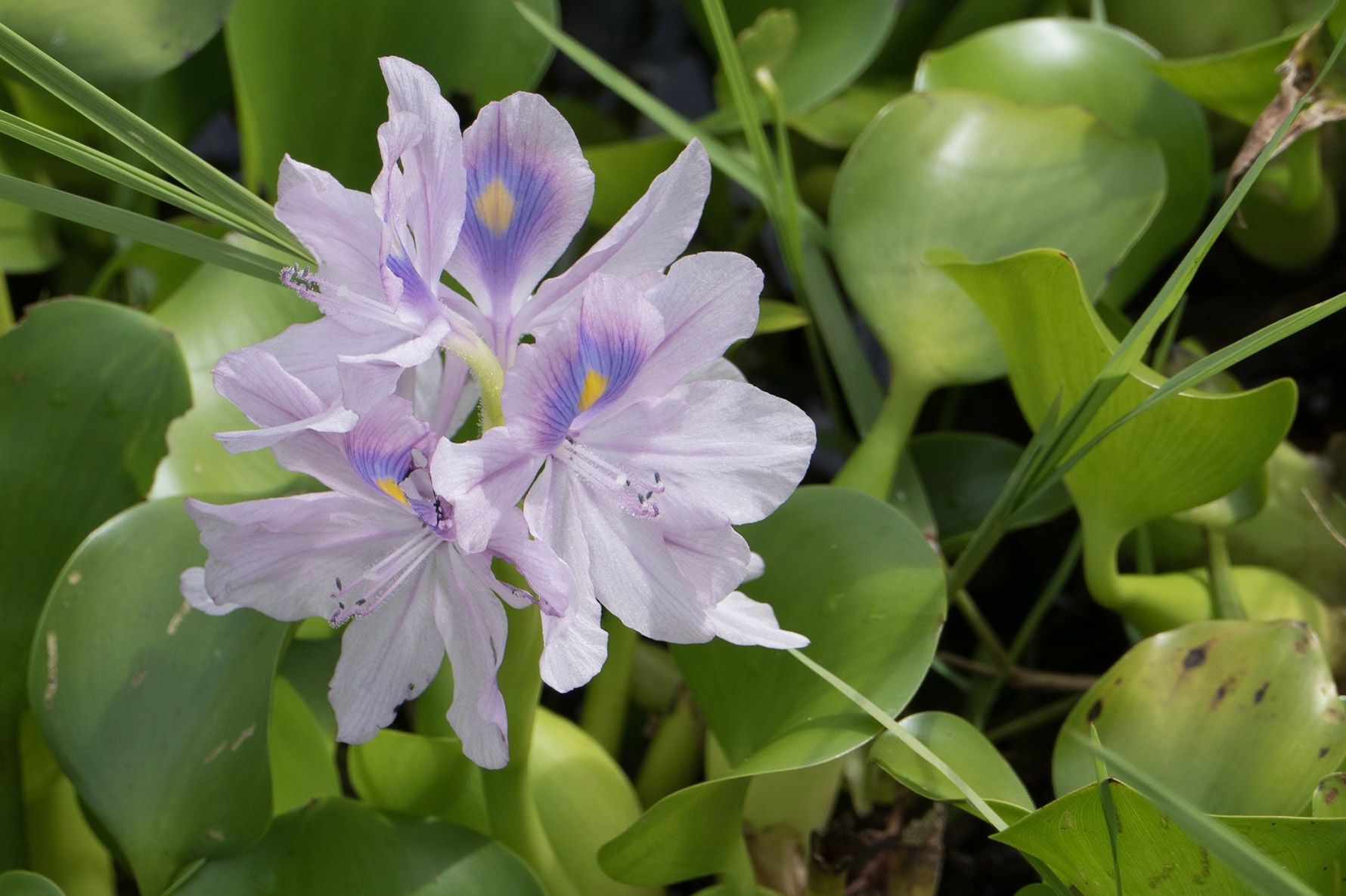 Wild Hyacinth