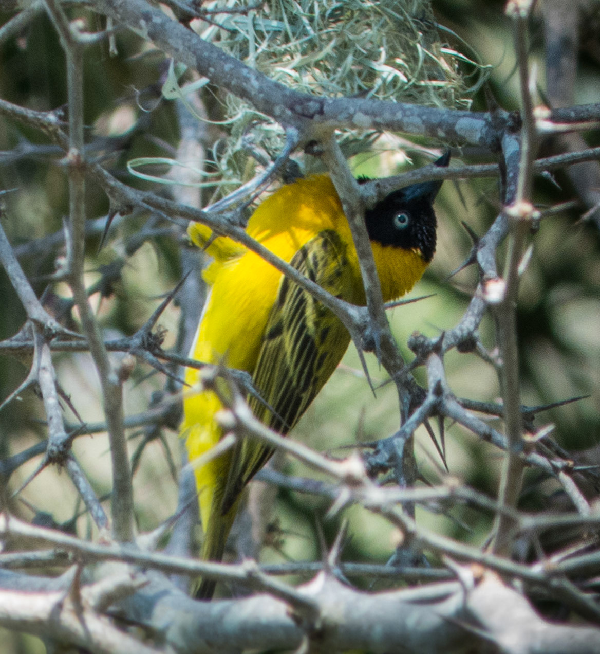 Lesser Masked Weaver Bird weaving