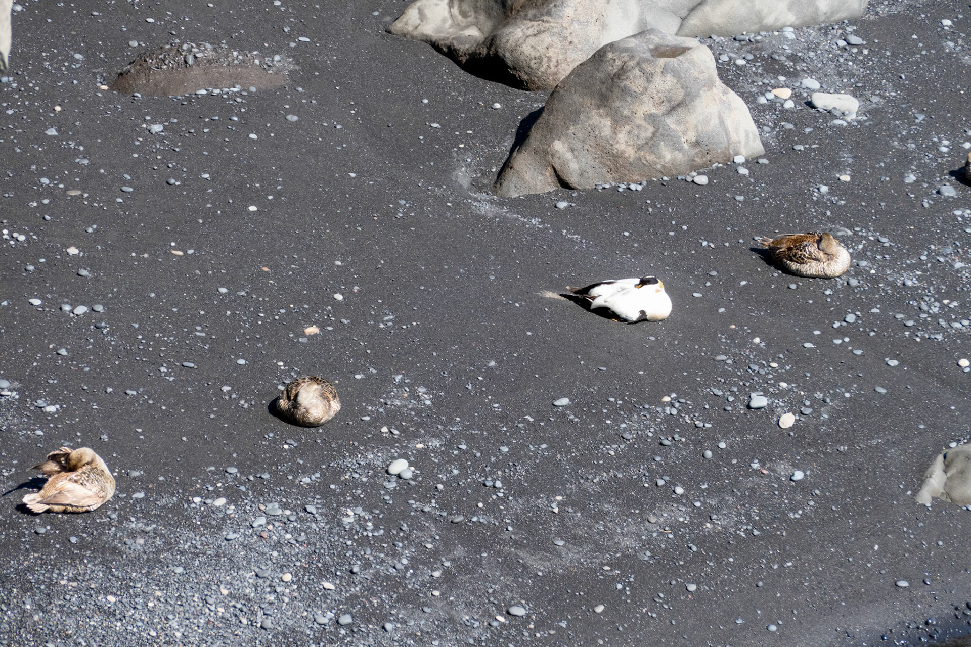 Eider Ducks on the Beach
