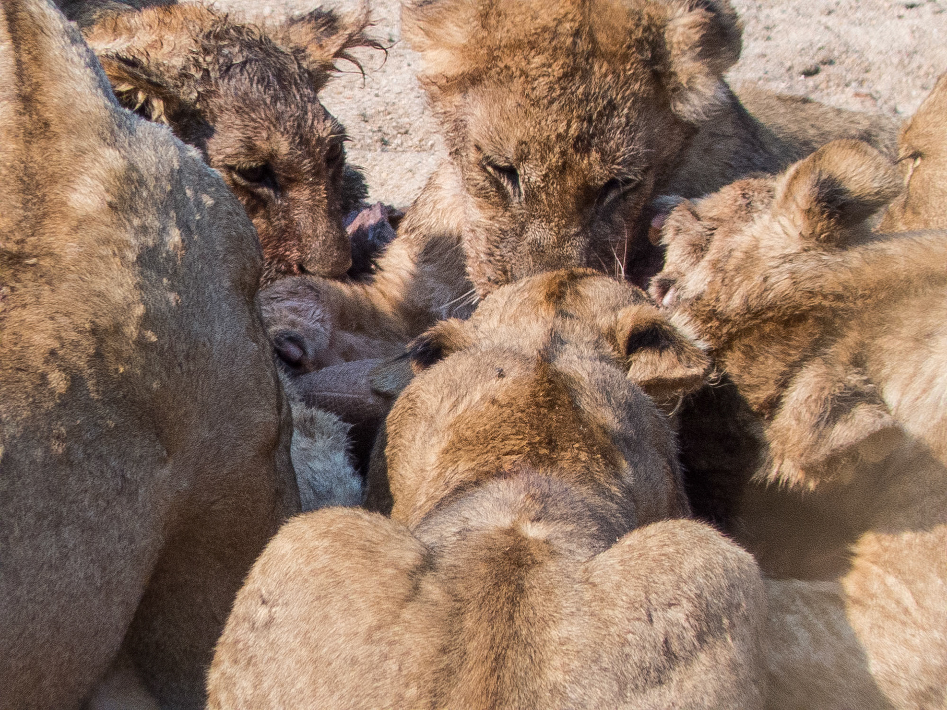 The family that preys together…