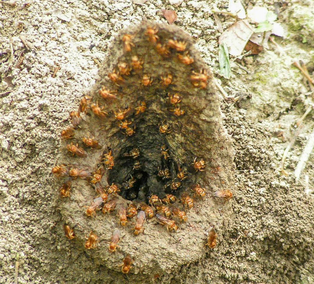 …on the bark of a tree.