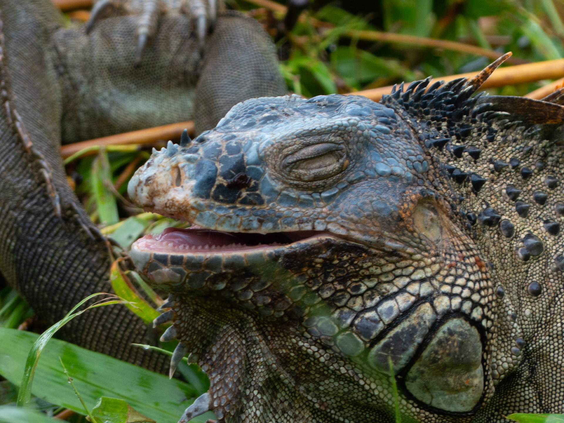 Brown  Iguana
