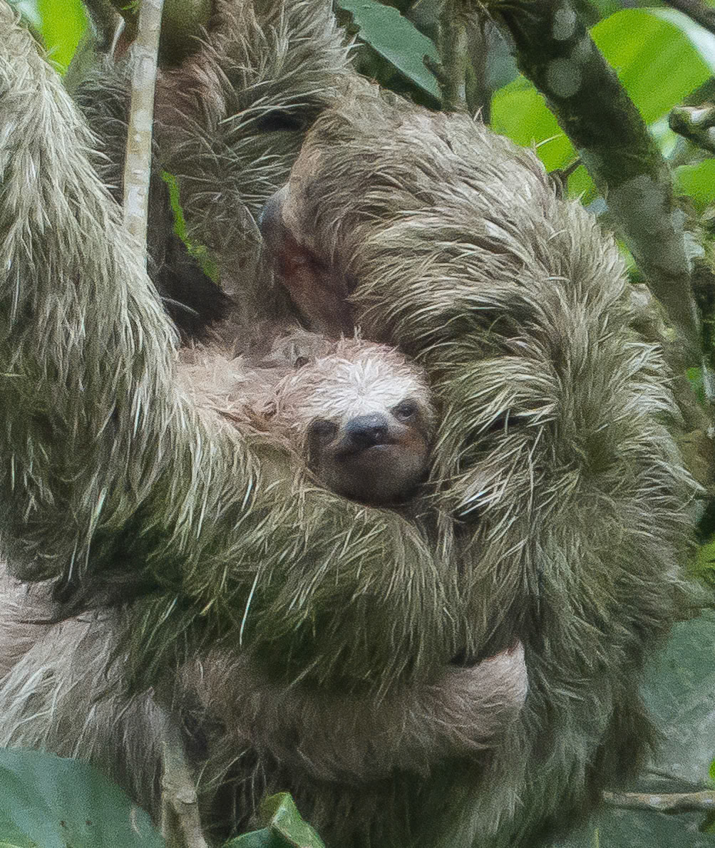 Mother and Baby Sloth