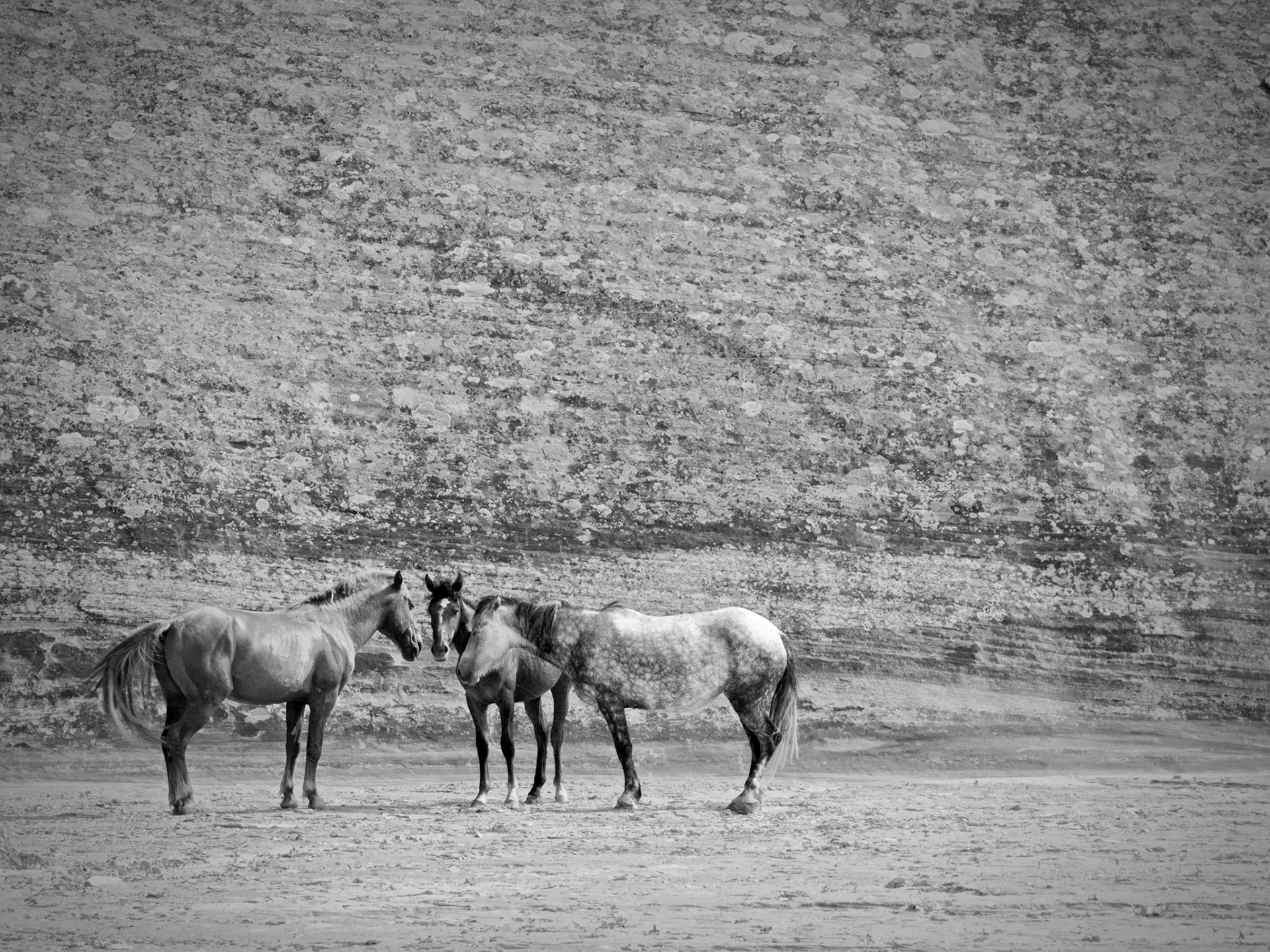 Navao Horses - Canyon de Chelly NP