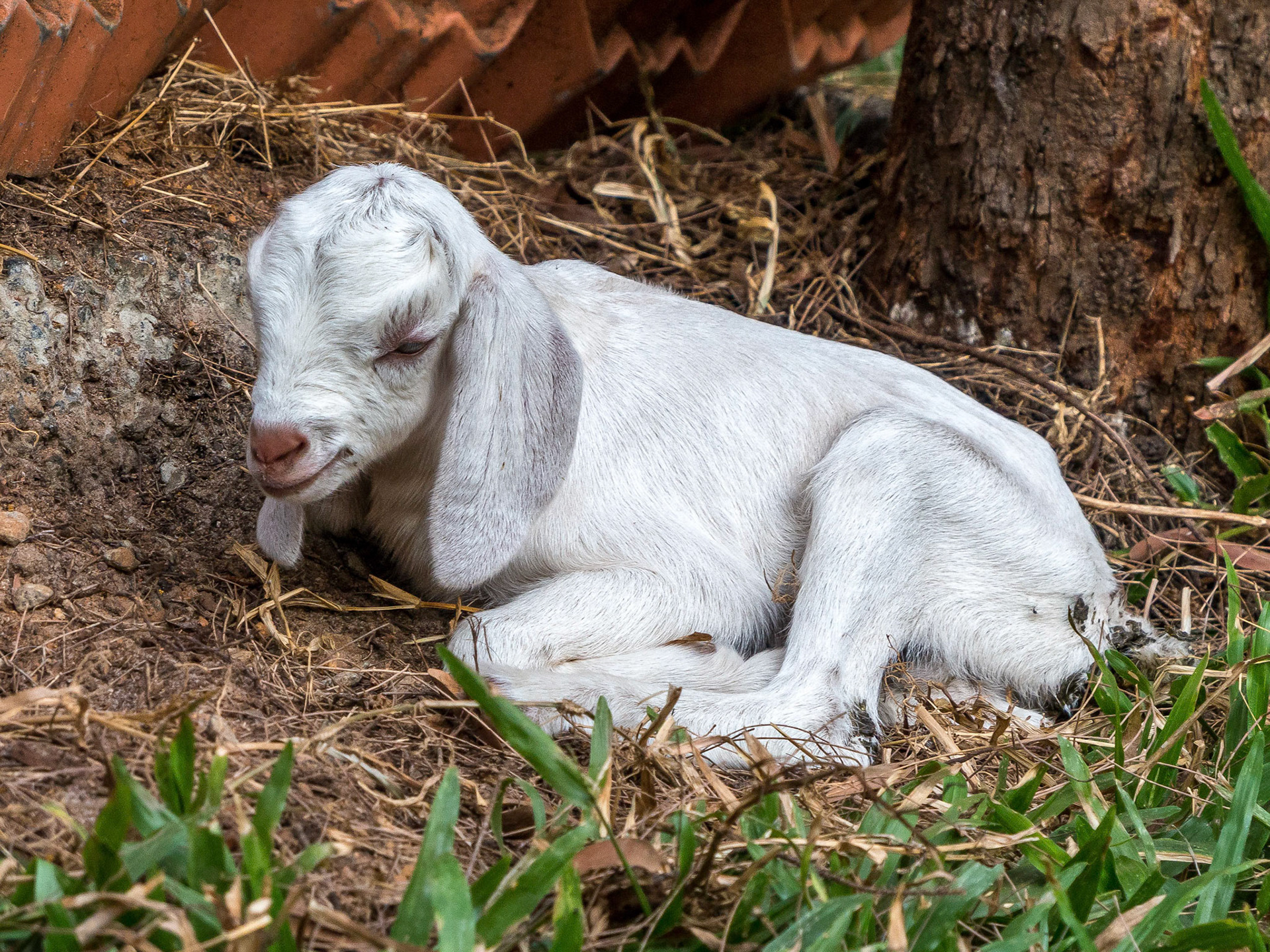One day old goat kid