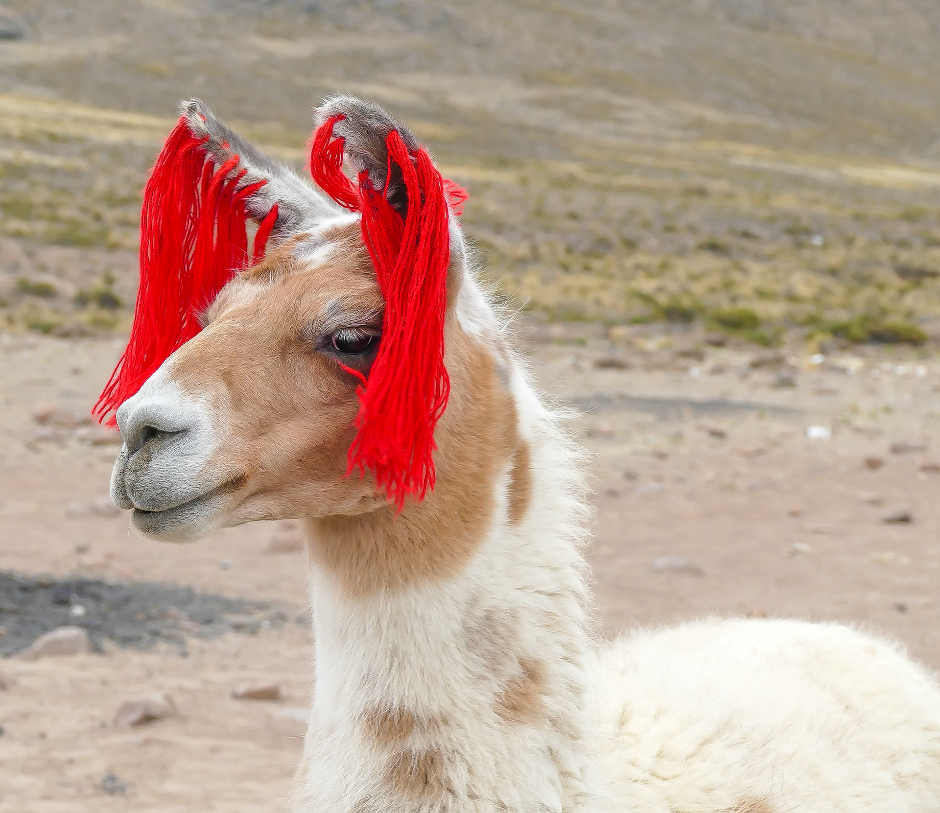 Llama - Red Tassles identify a male