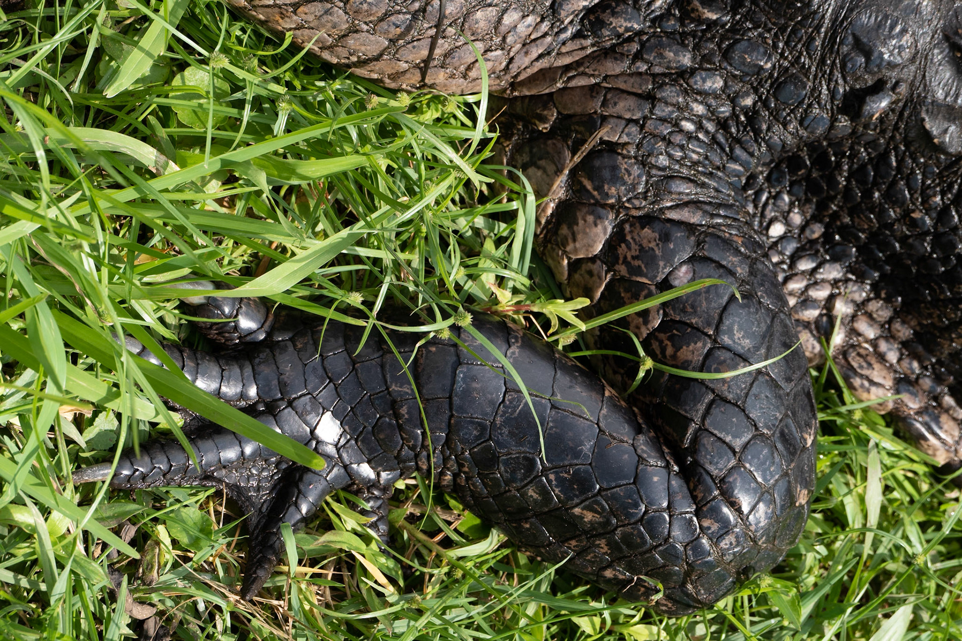 Alligator foot armour