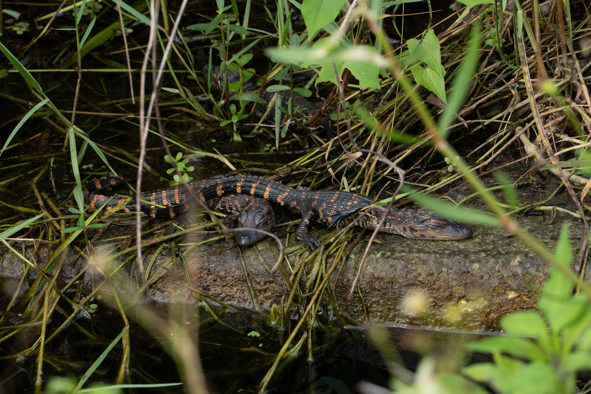 Alligator Hatchlings