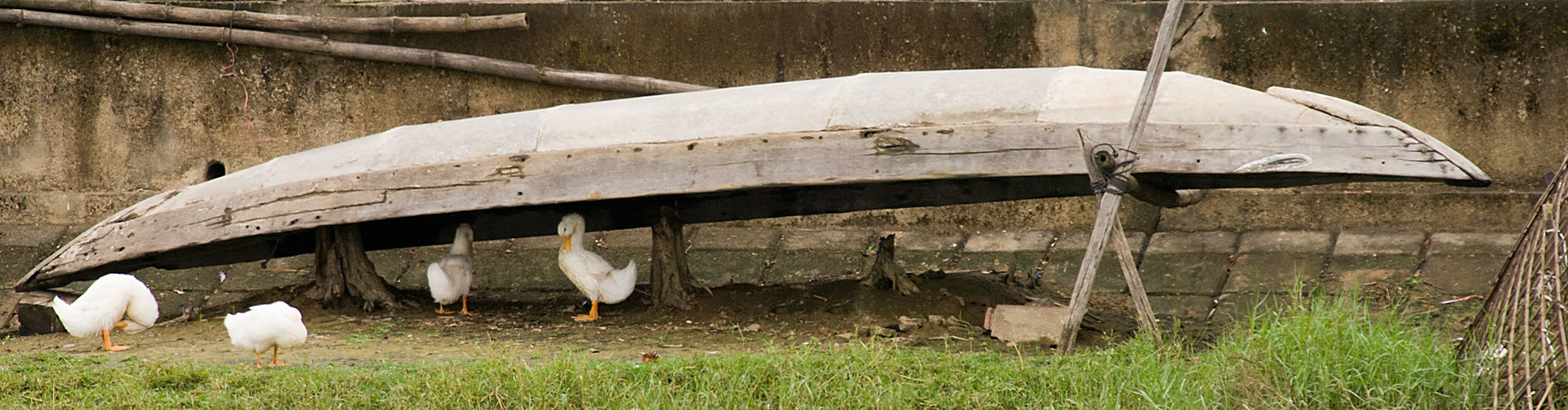 En route to the Pottery Village. It's raining so much that even the ducks are looking for shelter!