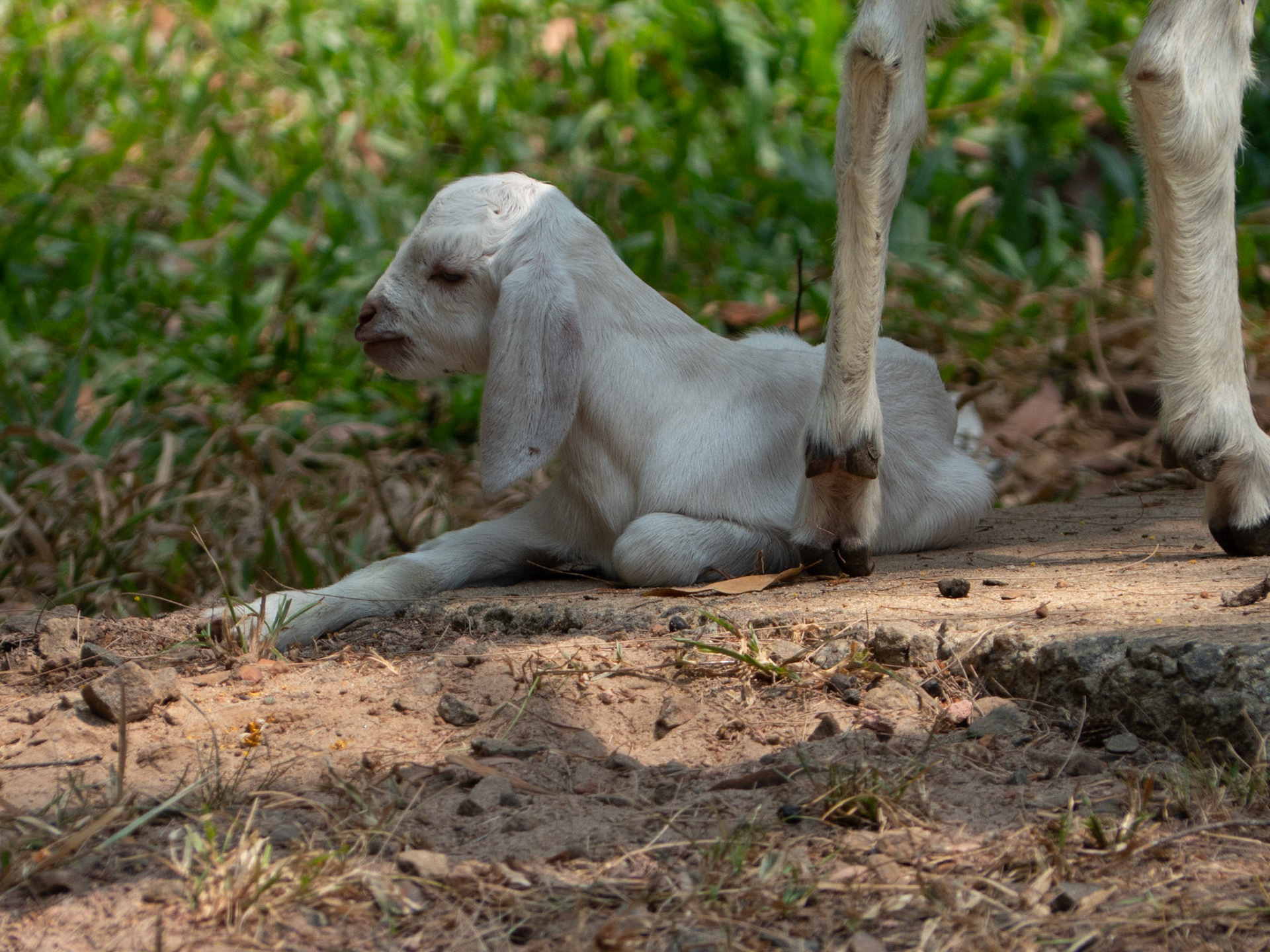Ovalipe Goat and Kid