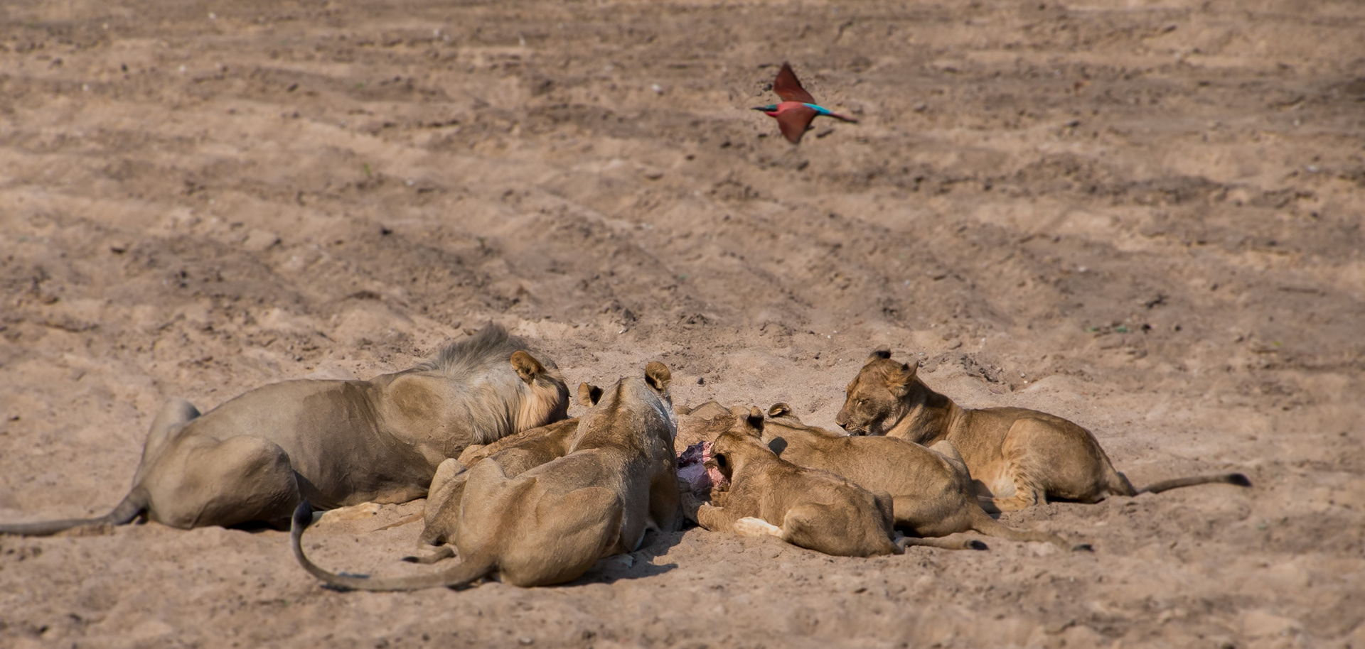 In at the kill... watched over by a bee-eater