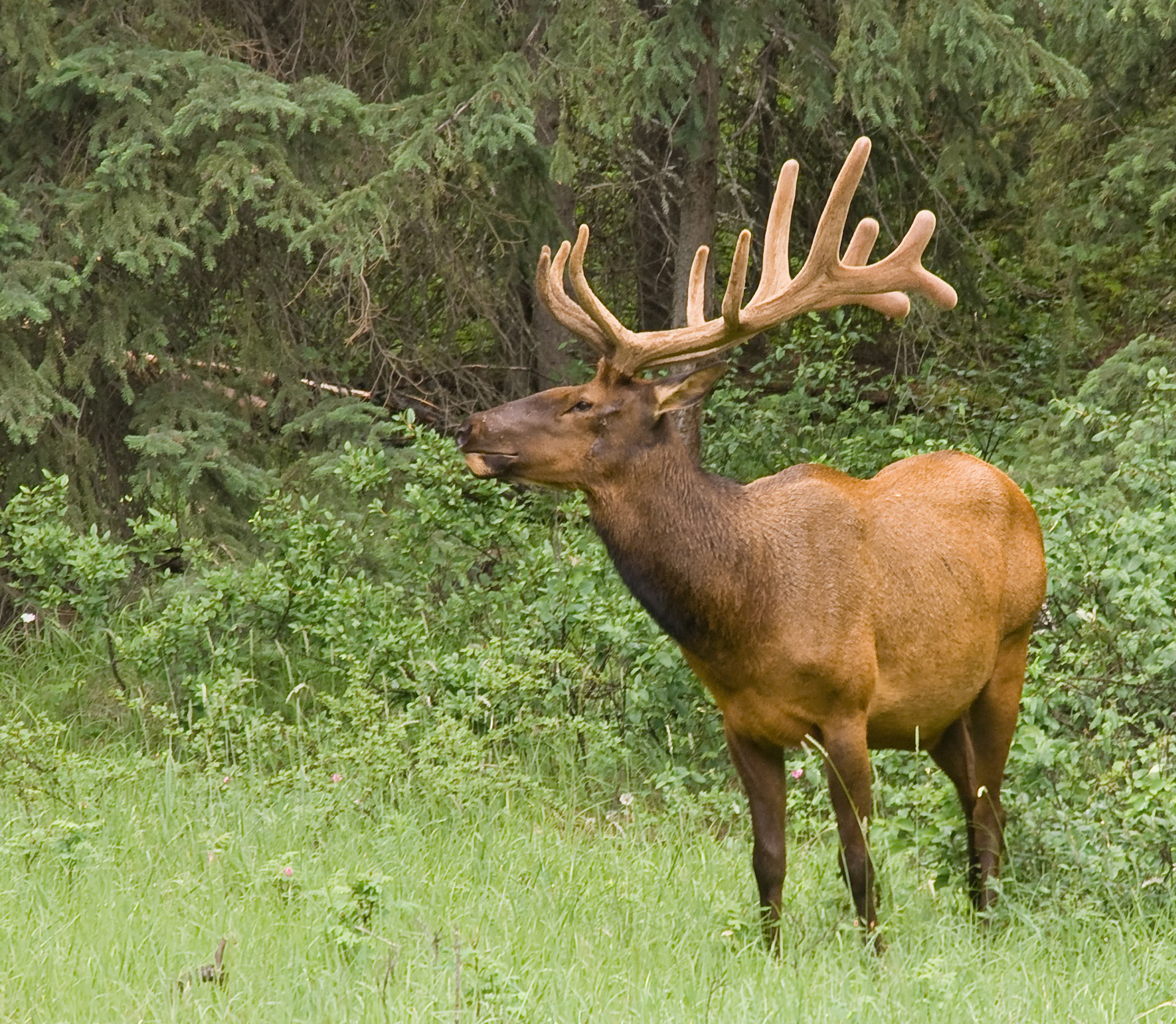 Roadside Elk